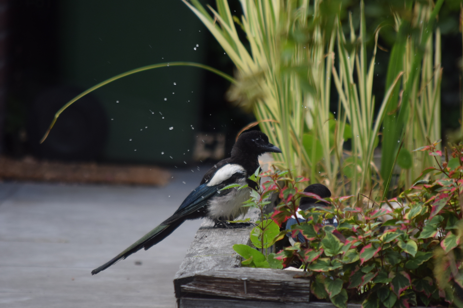 bird