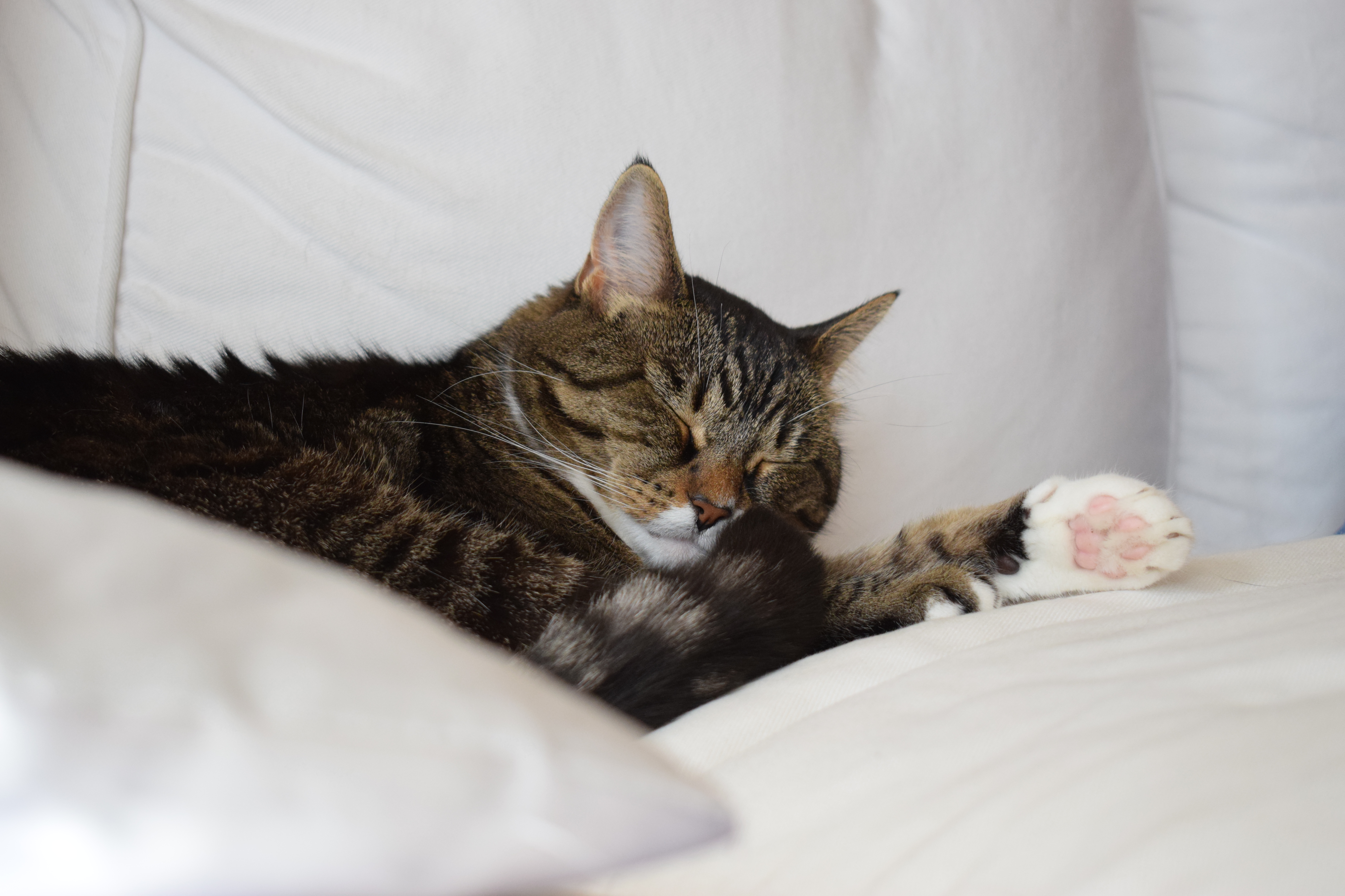 filou-on-couch