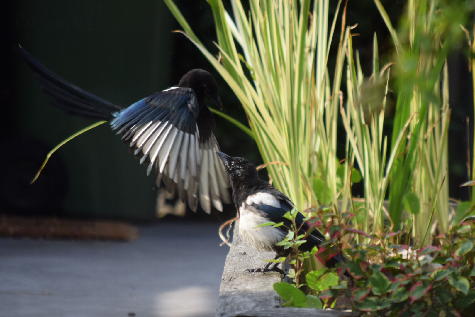 bird