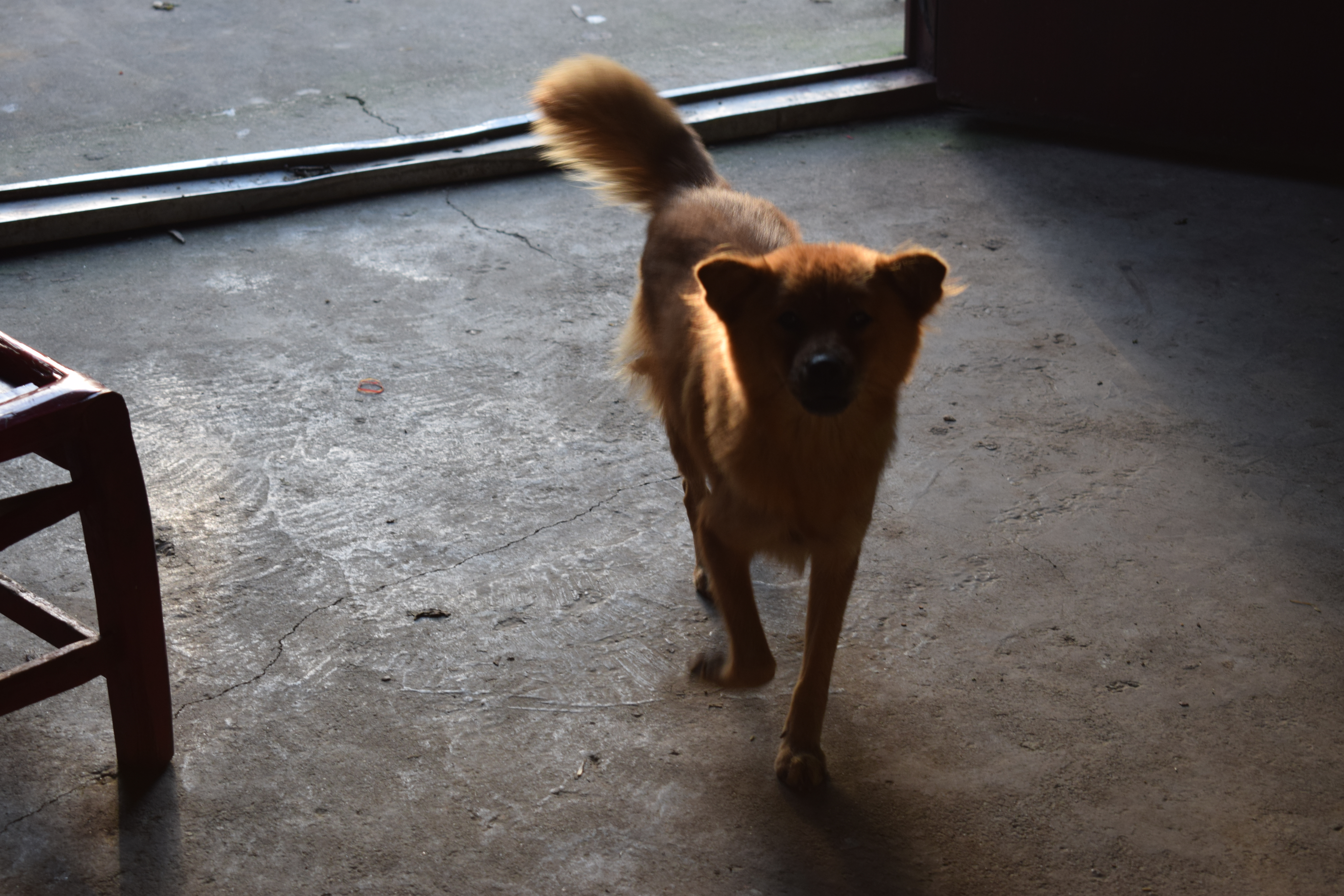 laotou