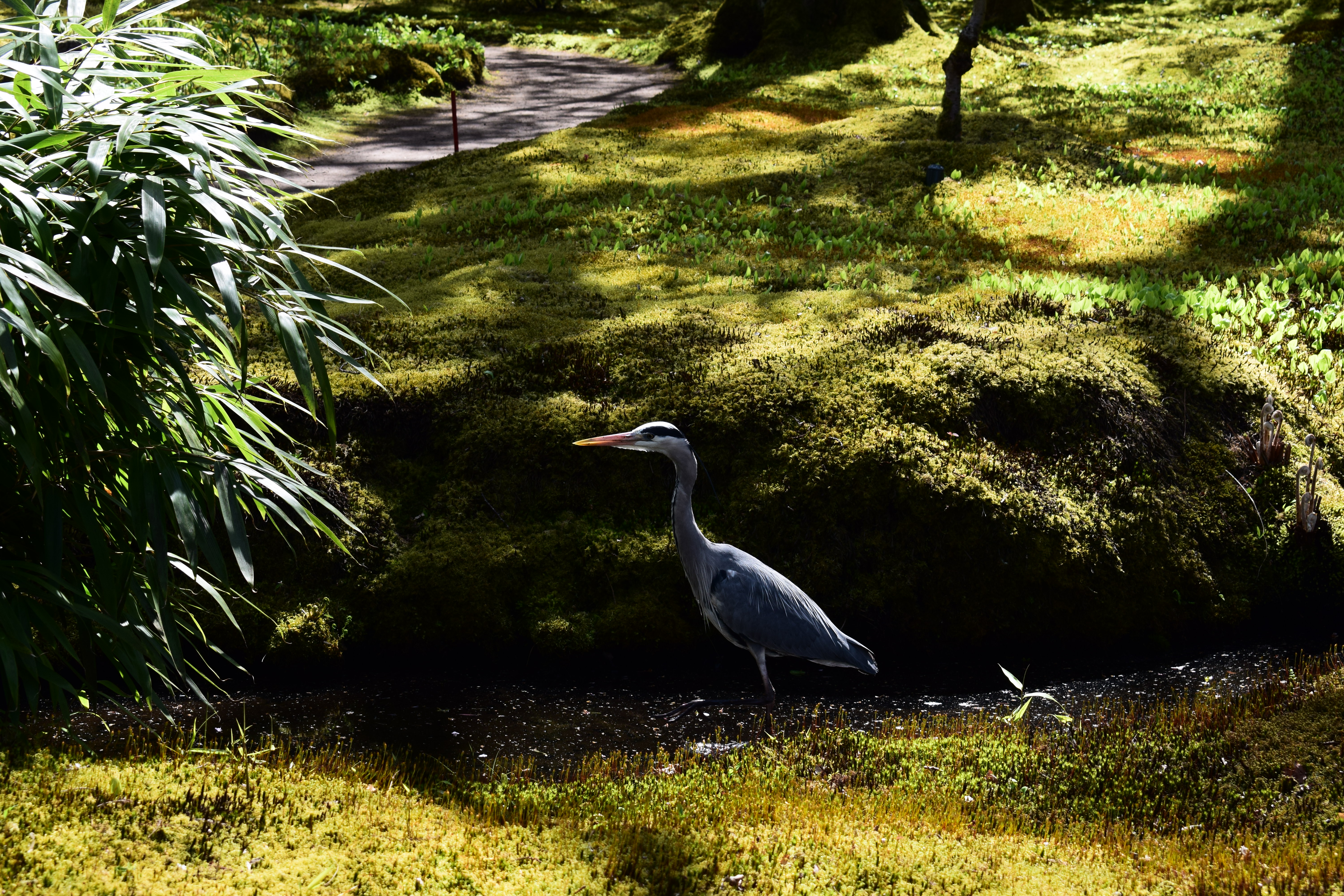 bird