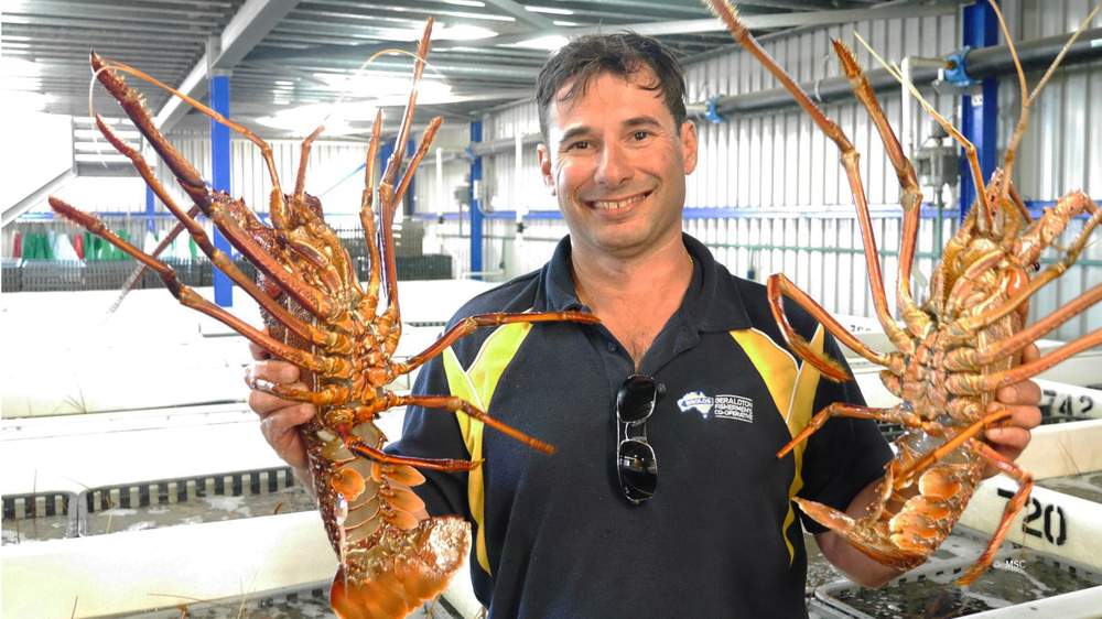 The Western Australia rock lobster fishery story | MSC
