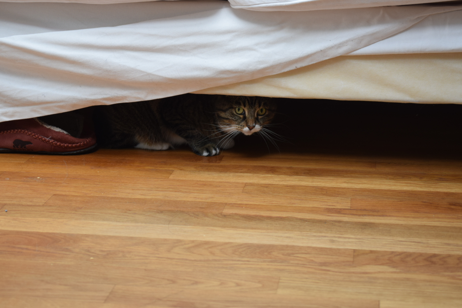 filou