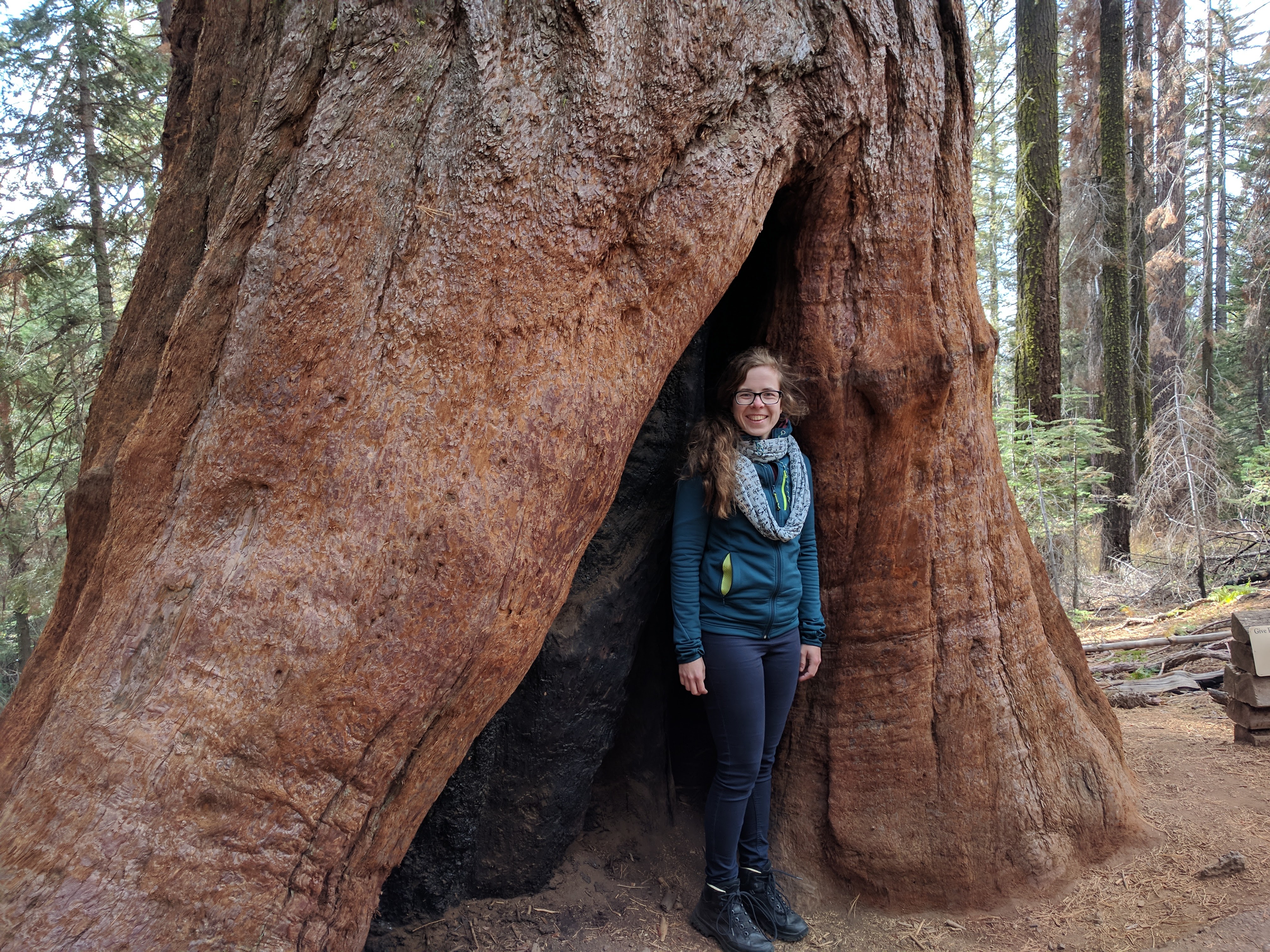 Tuolomne Grove - Giant Sequoias