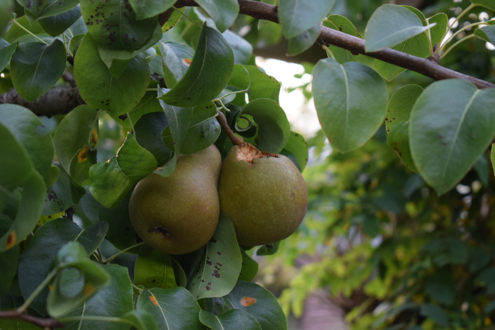 pear