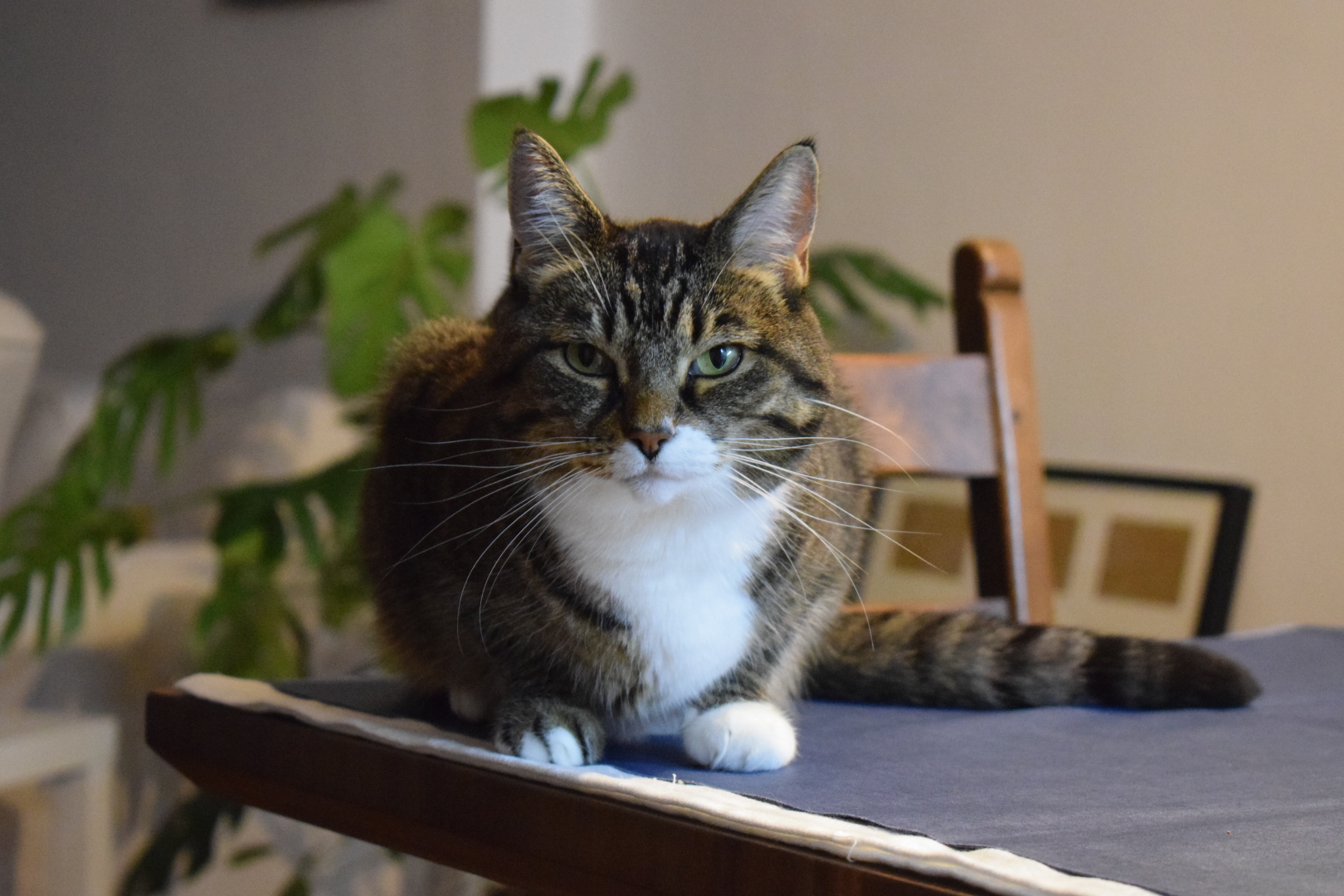 filou