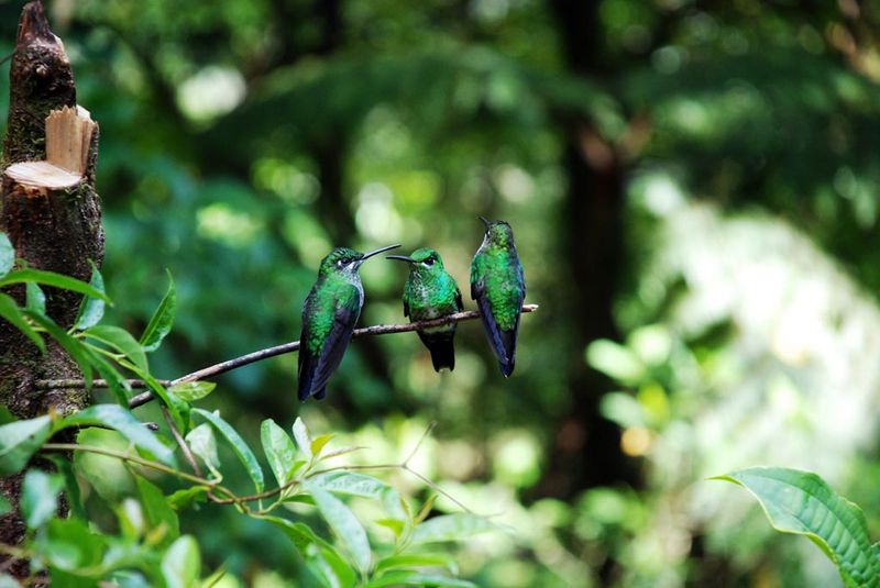 Bird Watching Tour Monteverde Costa Rica