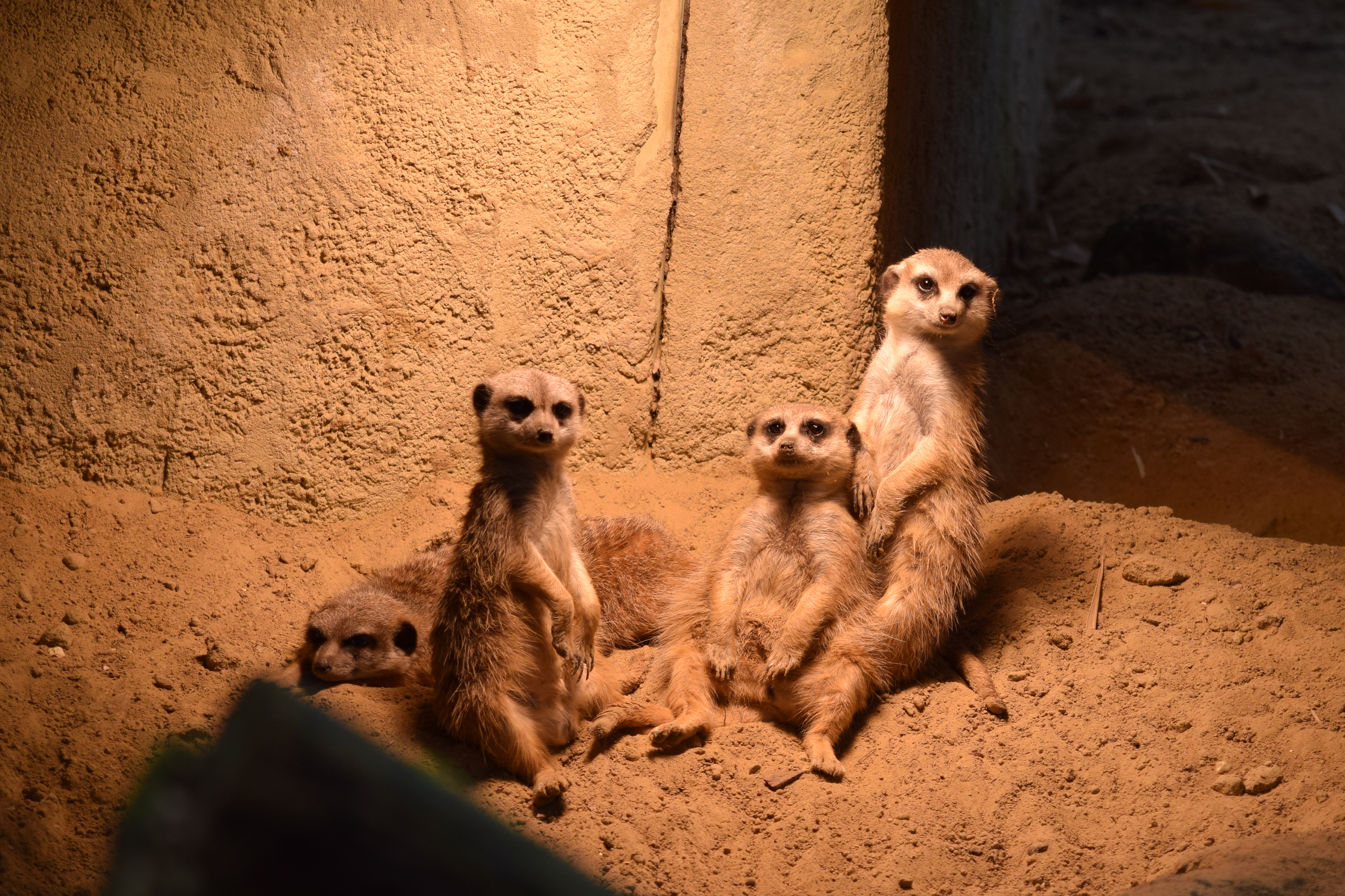 amersfoor-zoo