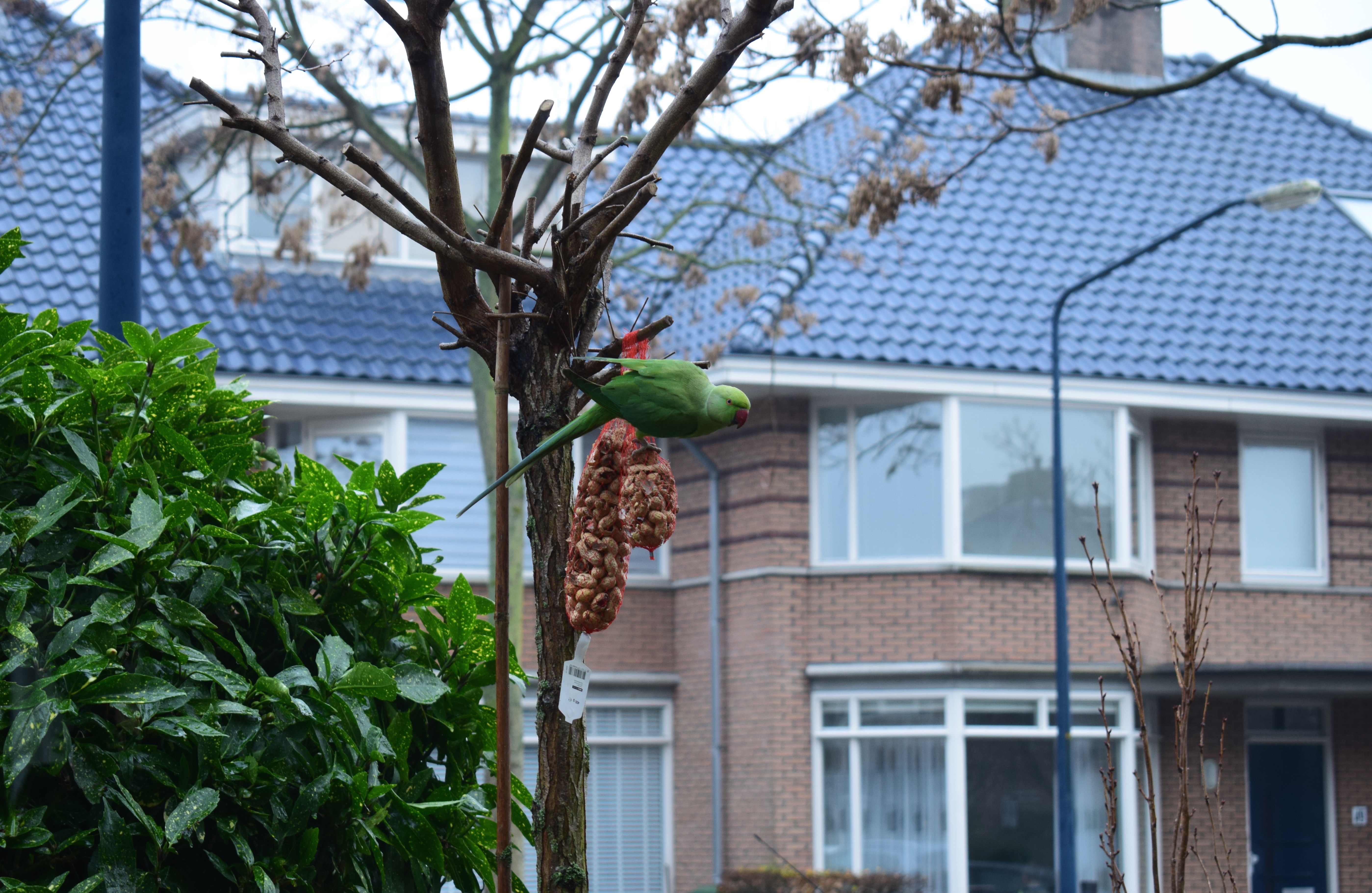 bird
