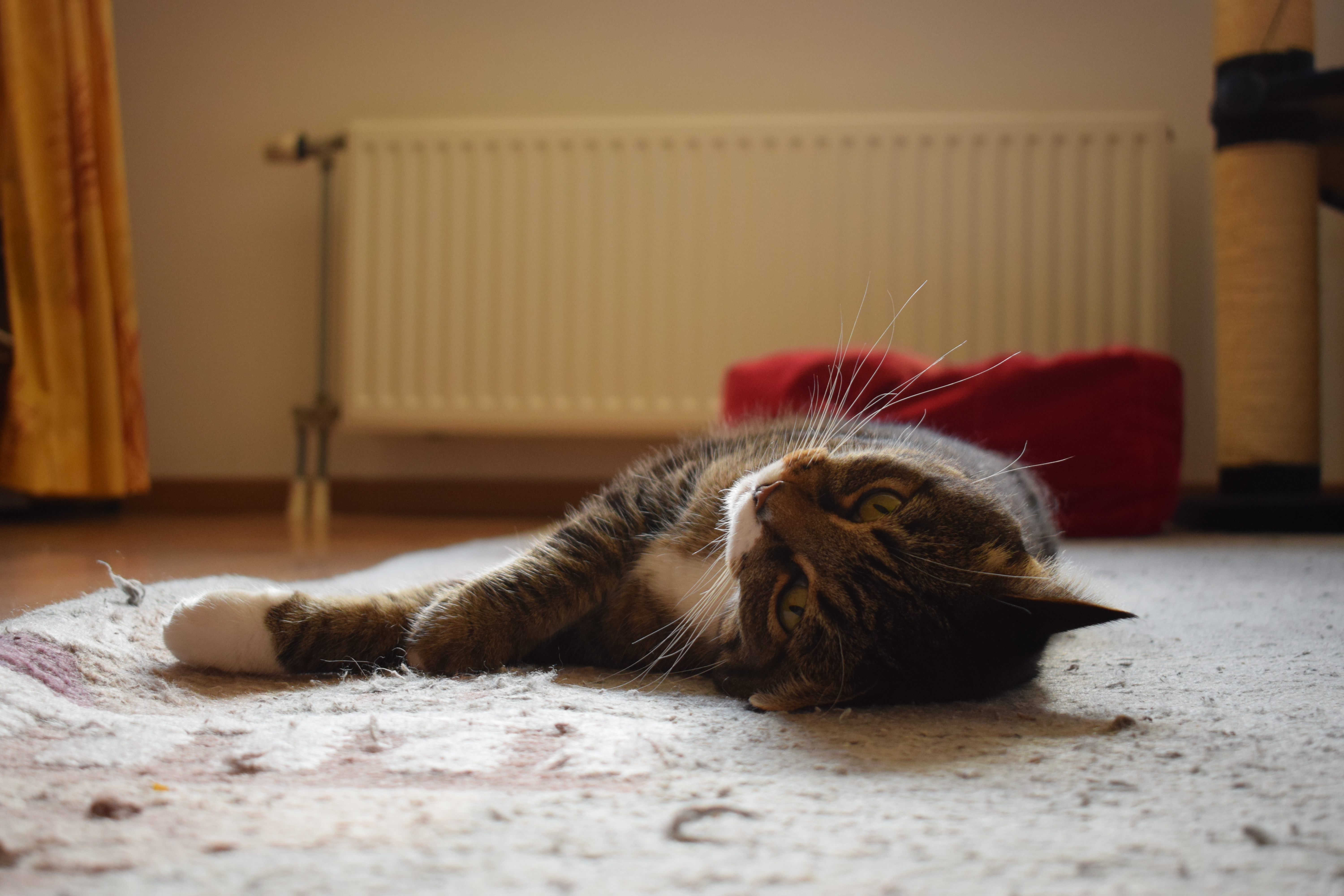 filou-on-the-ground