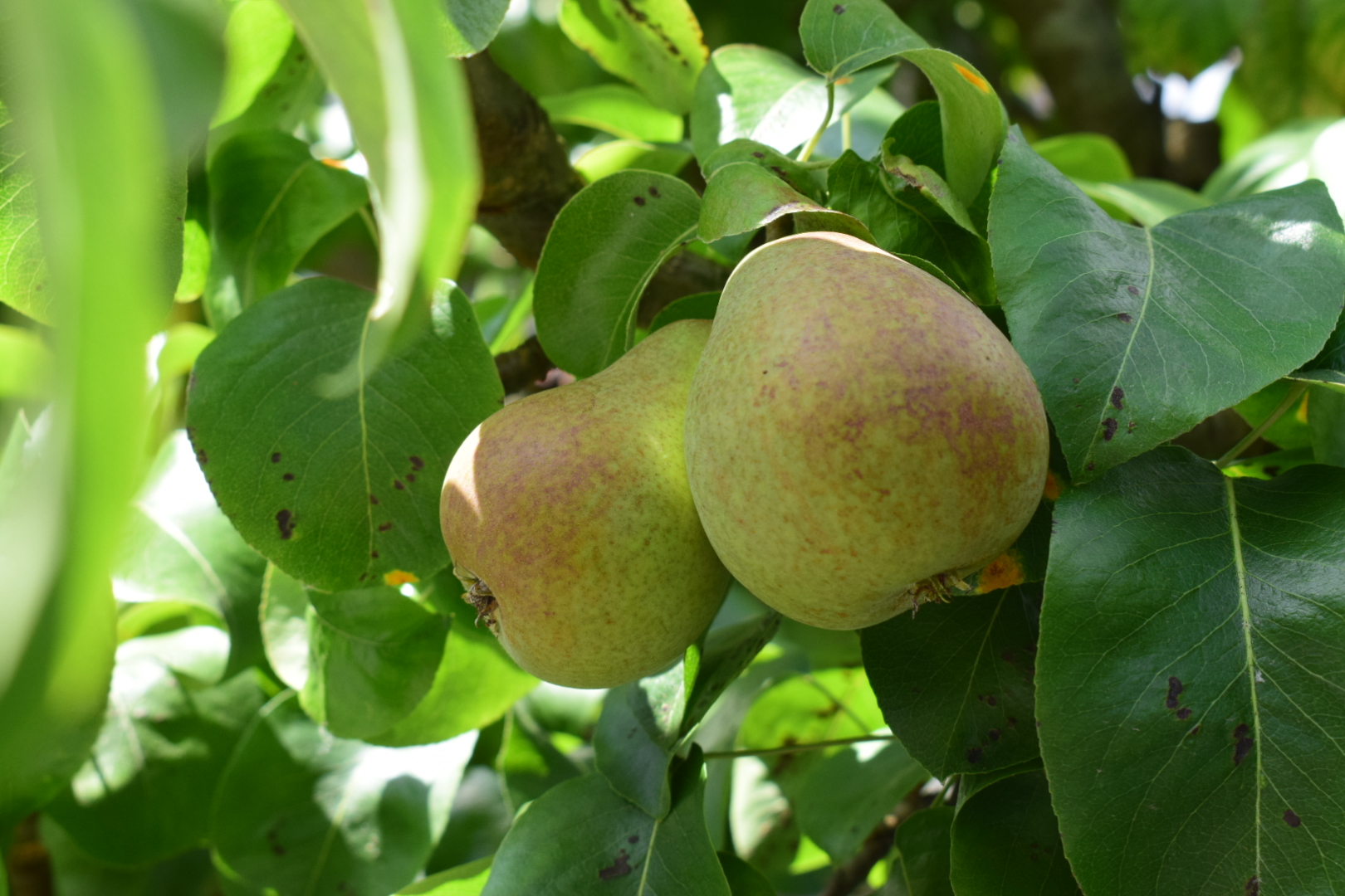 pear