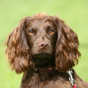 Chiweenie Dog Breed Personality, History, and Pictures l ...