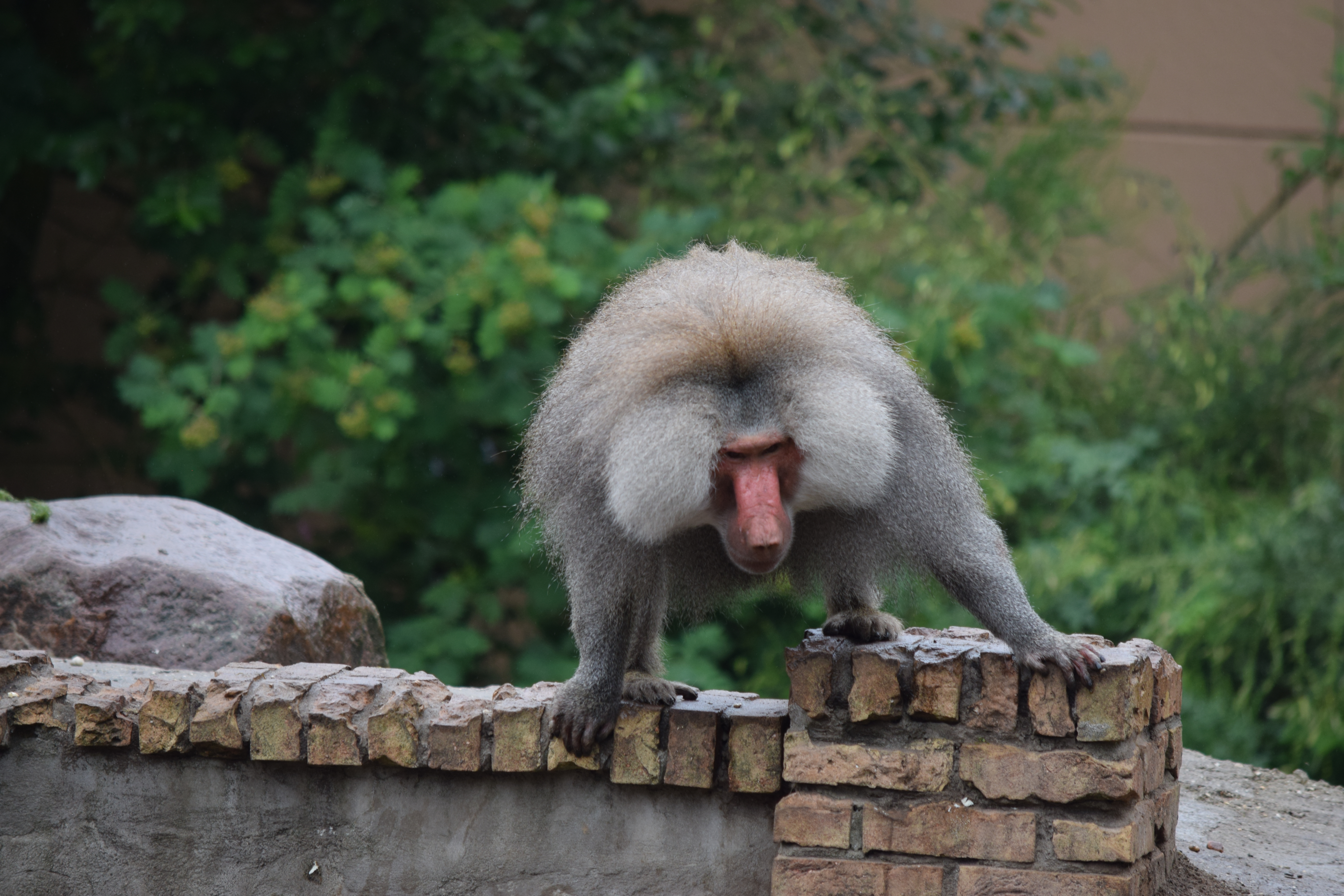 amersfoor-zoo