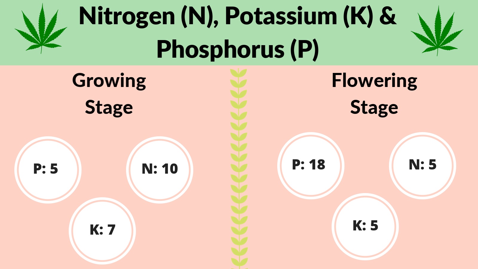 Cannabis Cultivation Macro Vs Micro Nutrients