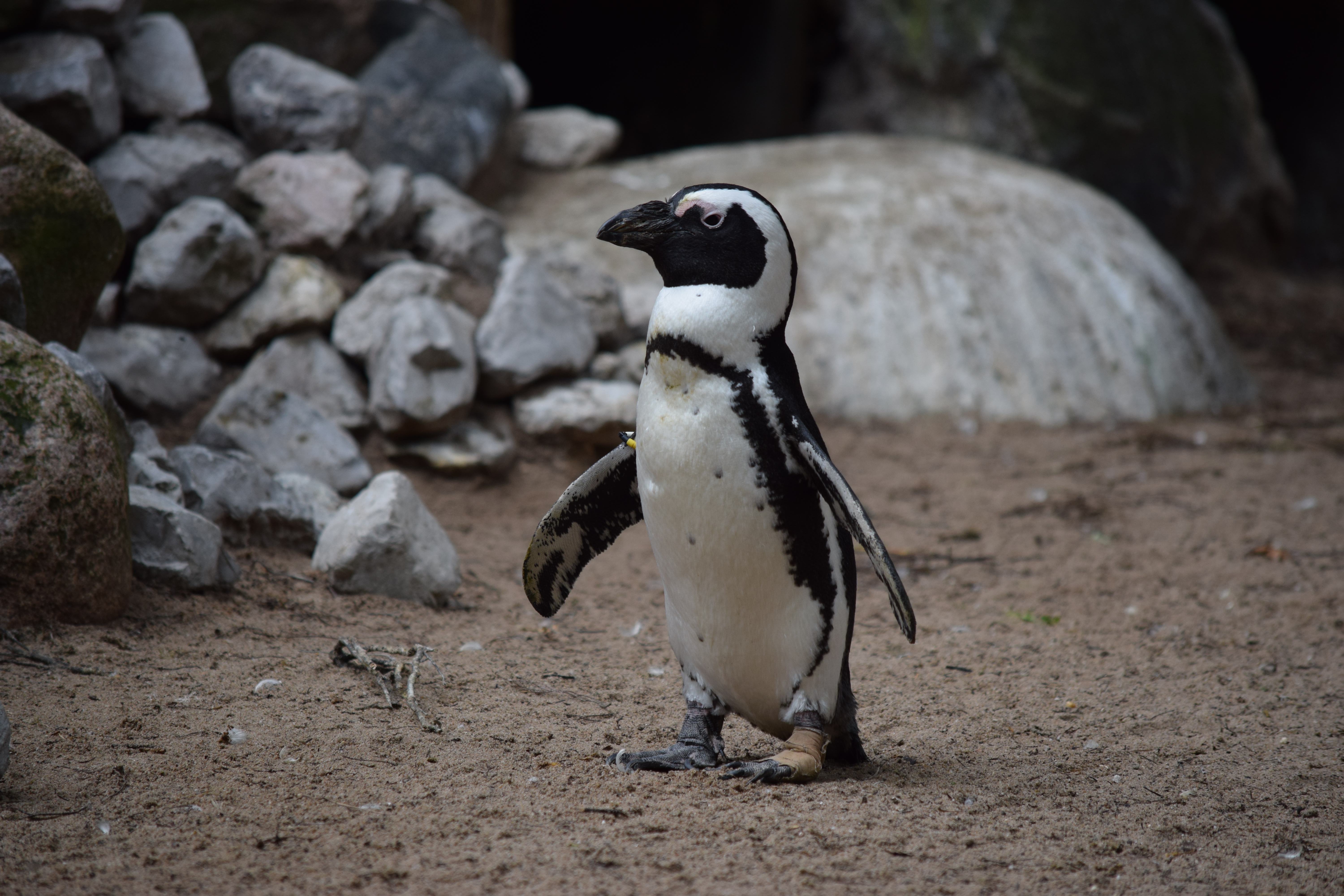 amersfoor-zoo