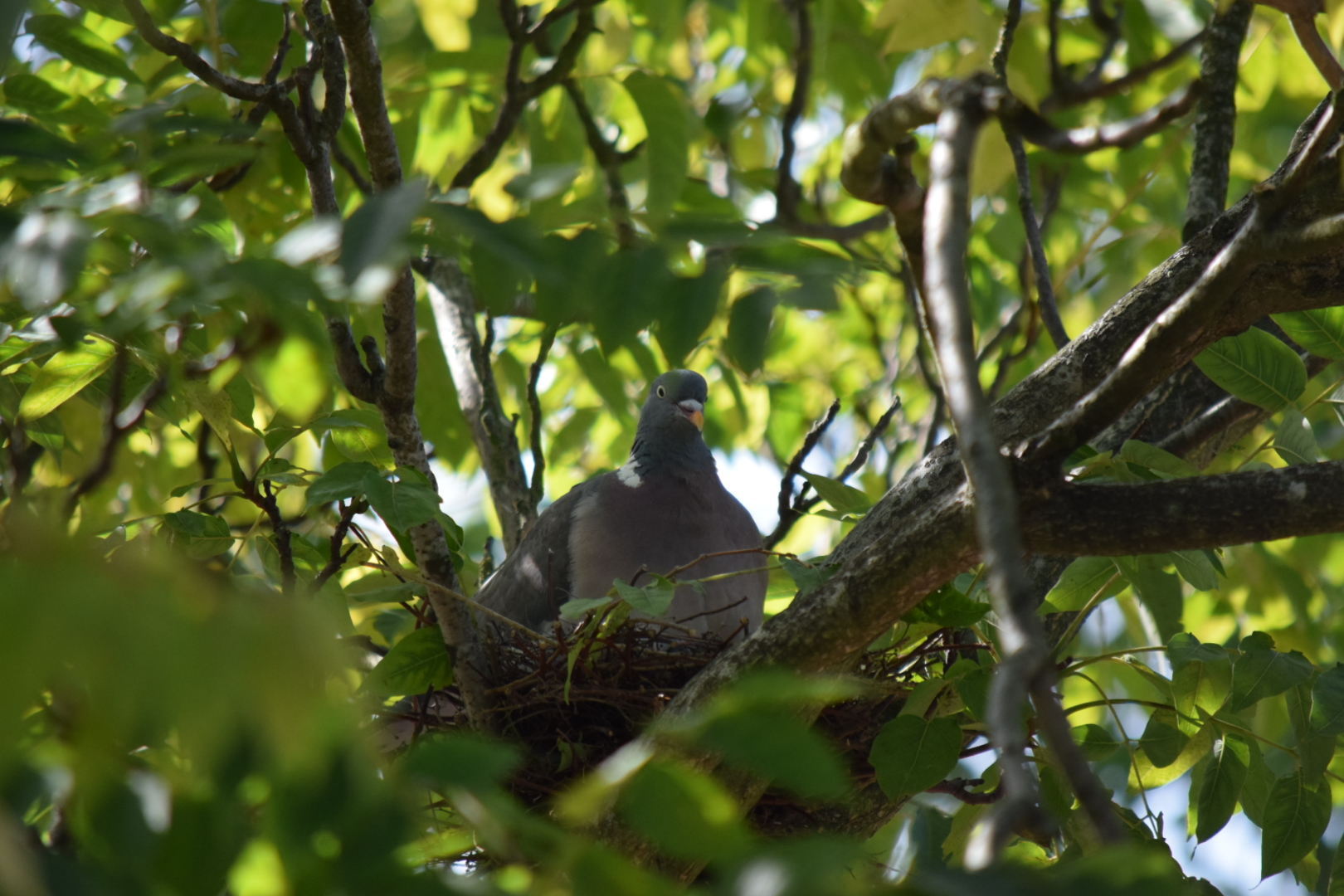 pigeon