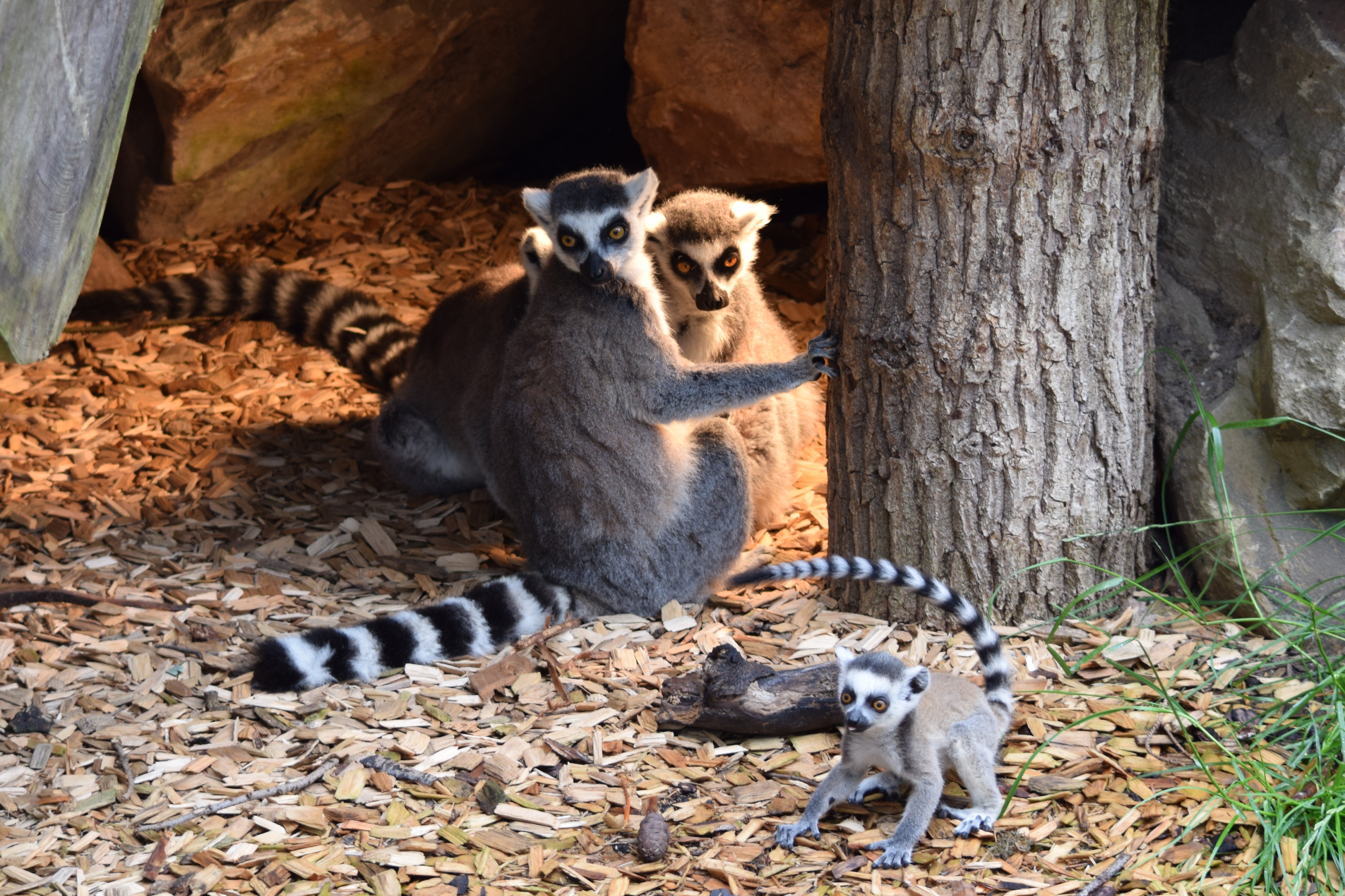 amersfoor-zoo