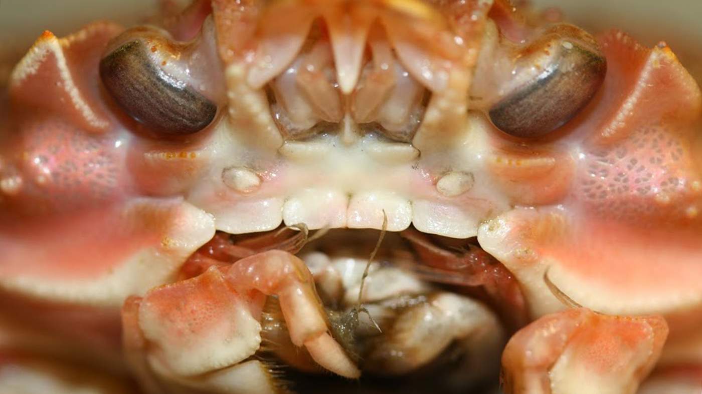 Cameras allowed the researchers to capture close up pictures of the crabs on West Greenland&#39;s seabed © ZSL