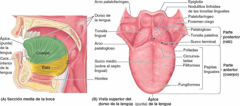 Regi N Bucal Enfermer A