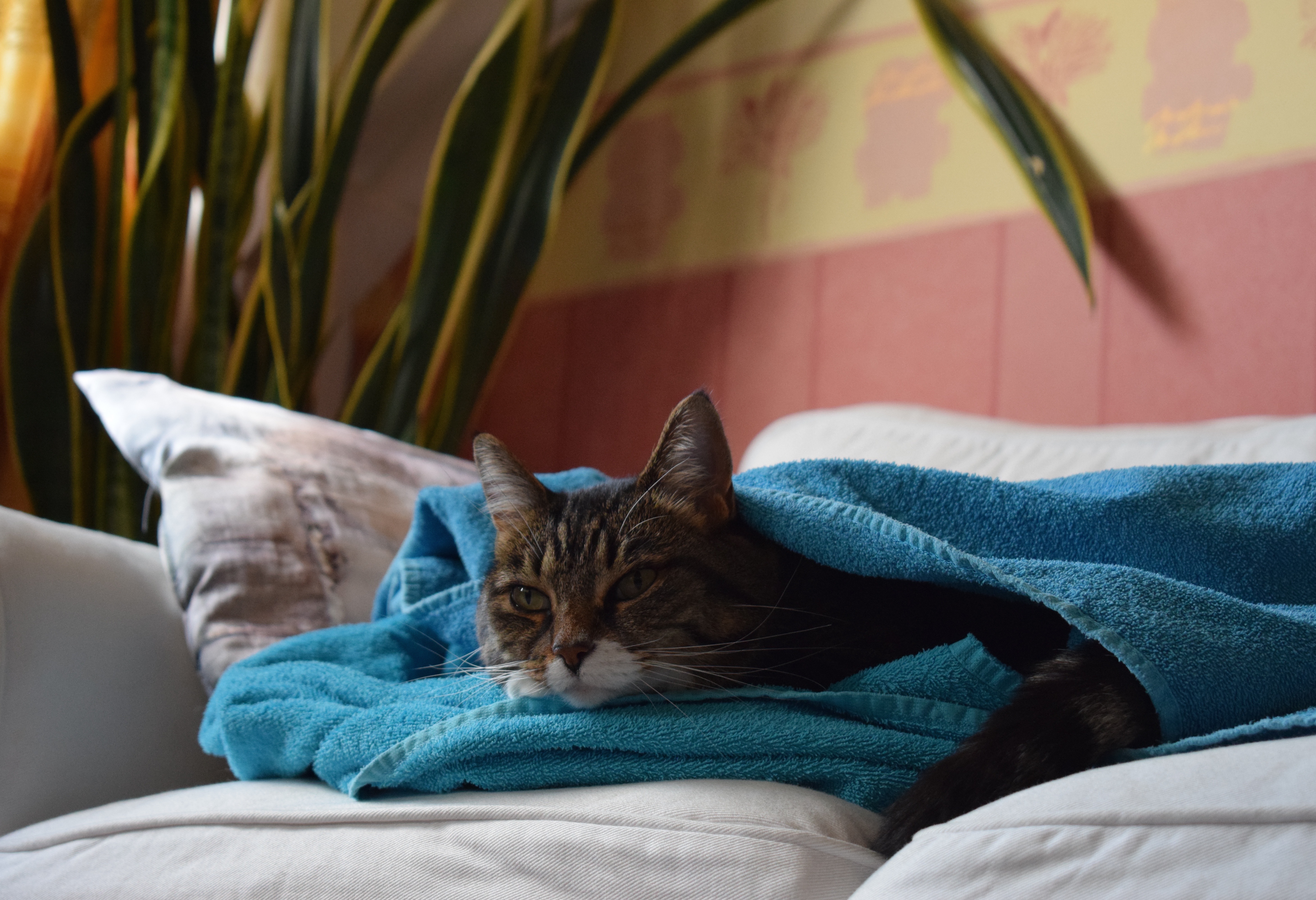 filou-with-warm-towels