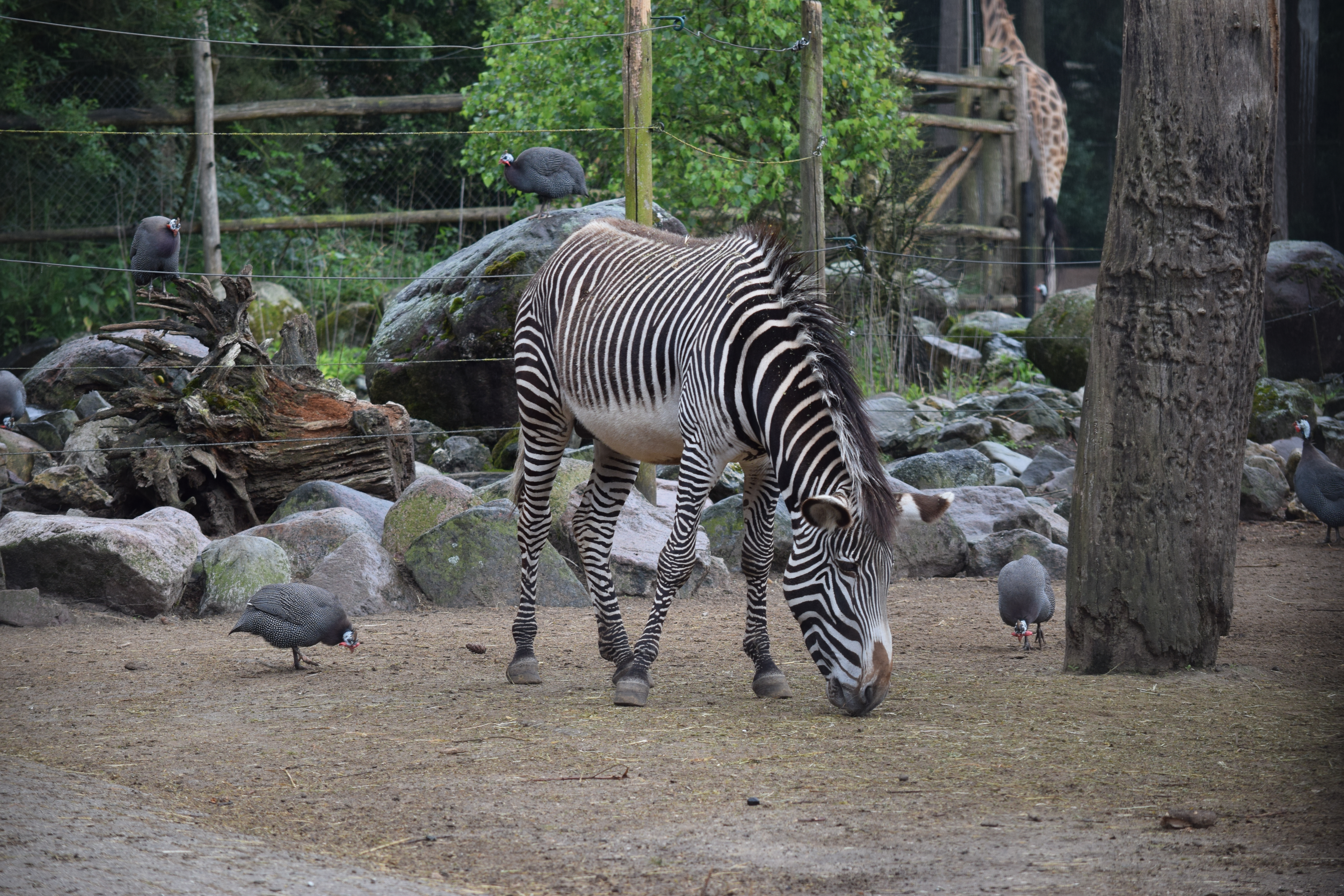 amersfoor-zoo