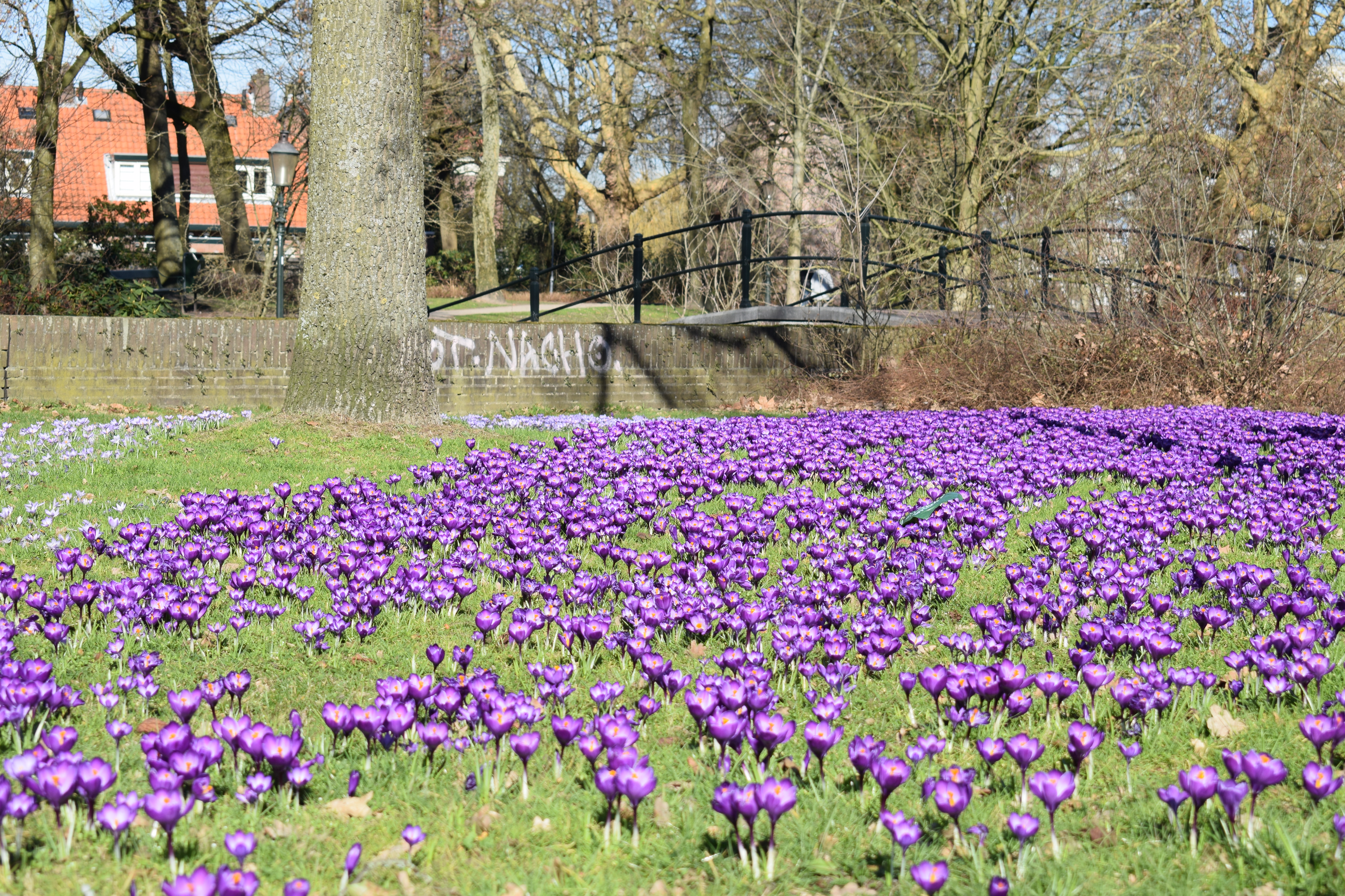 busy-spring