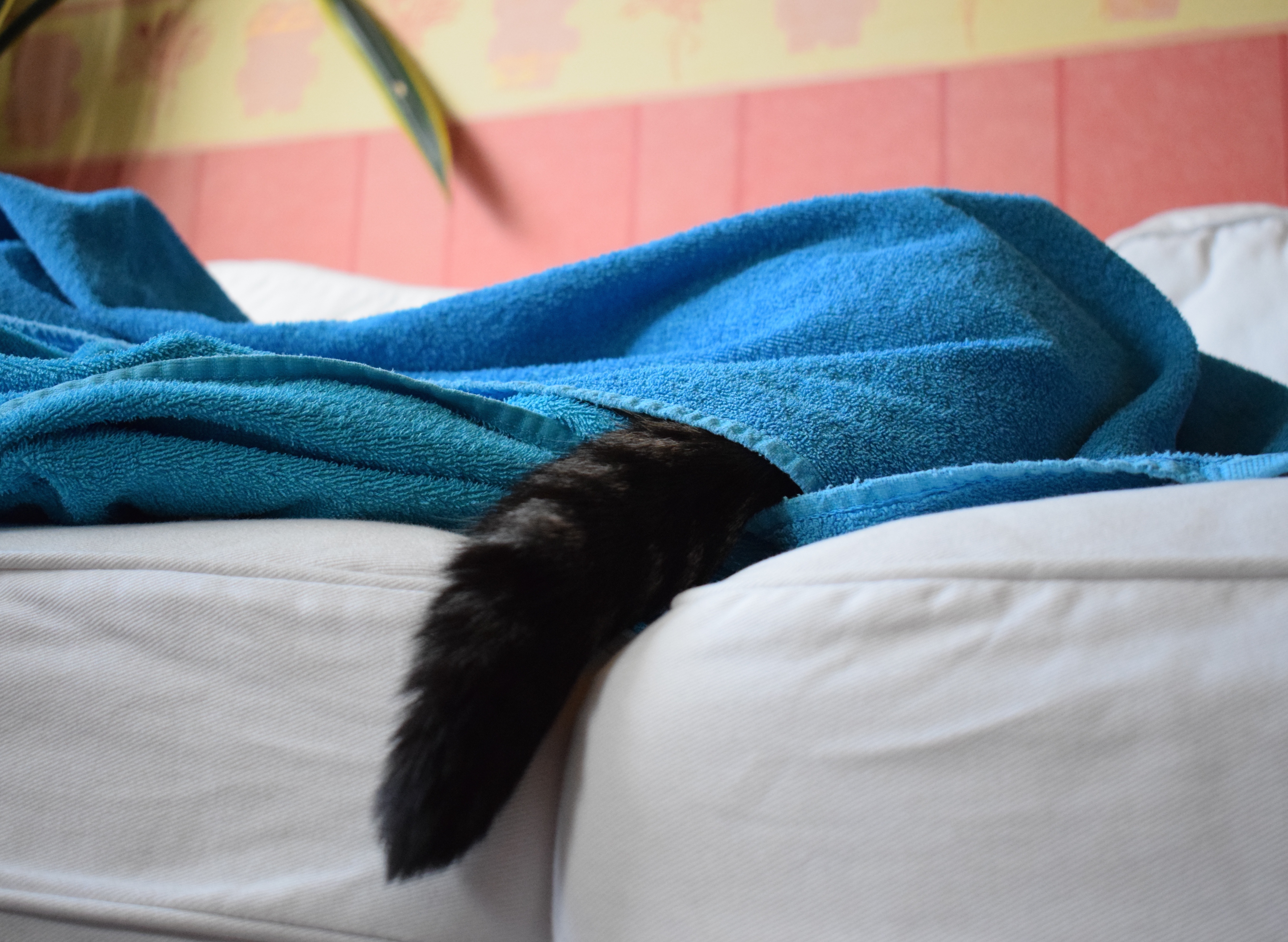 filou-with-warm-towels