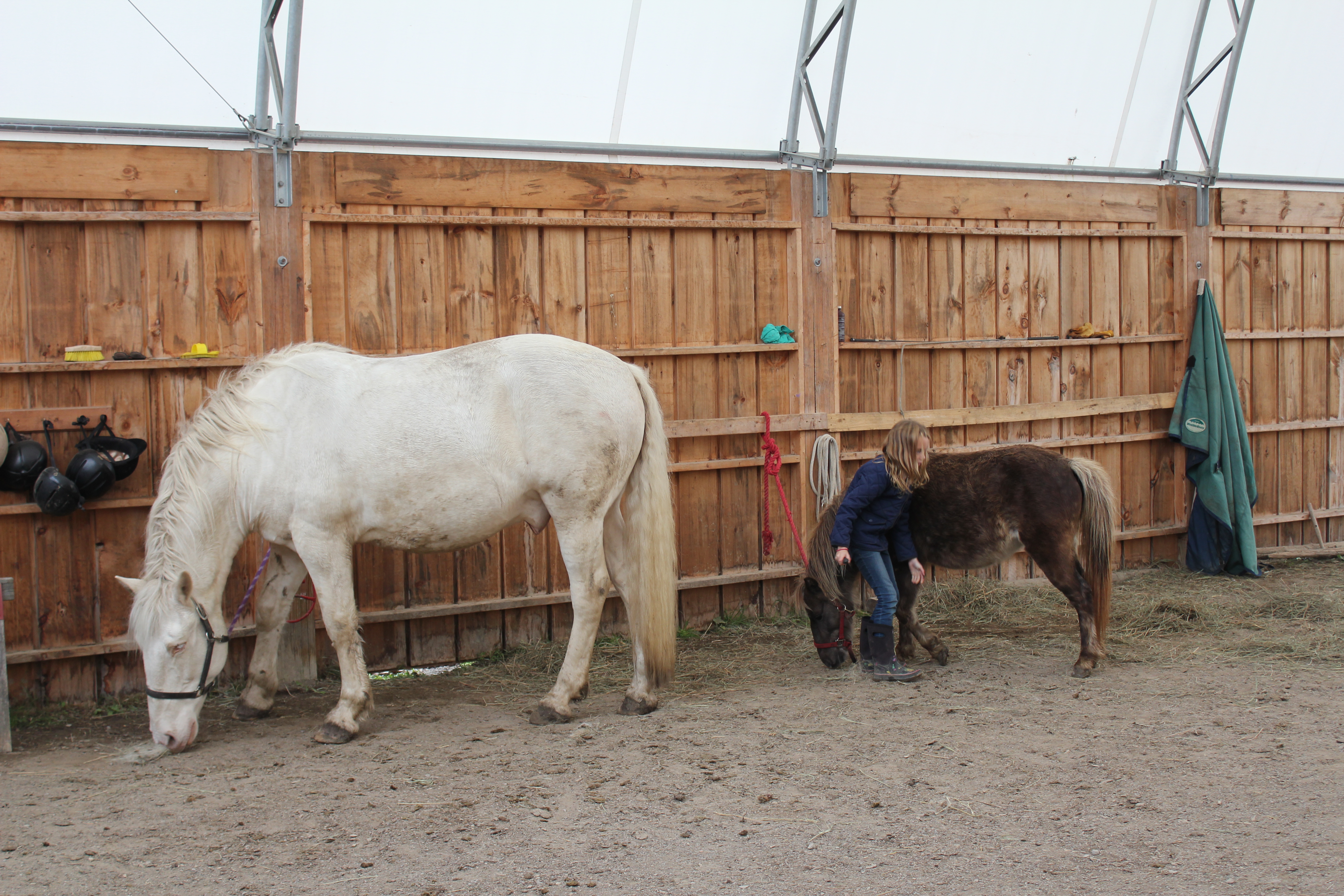 Our horses are a variety of different sizes, breeds, and colours!
