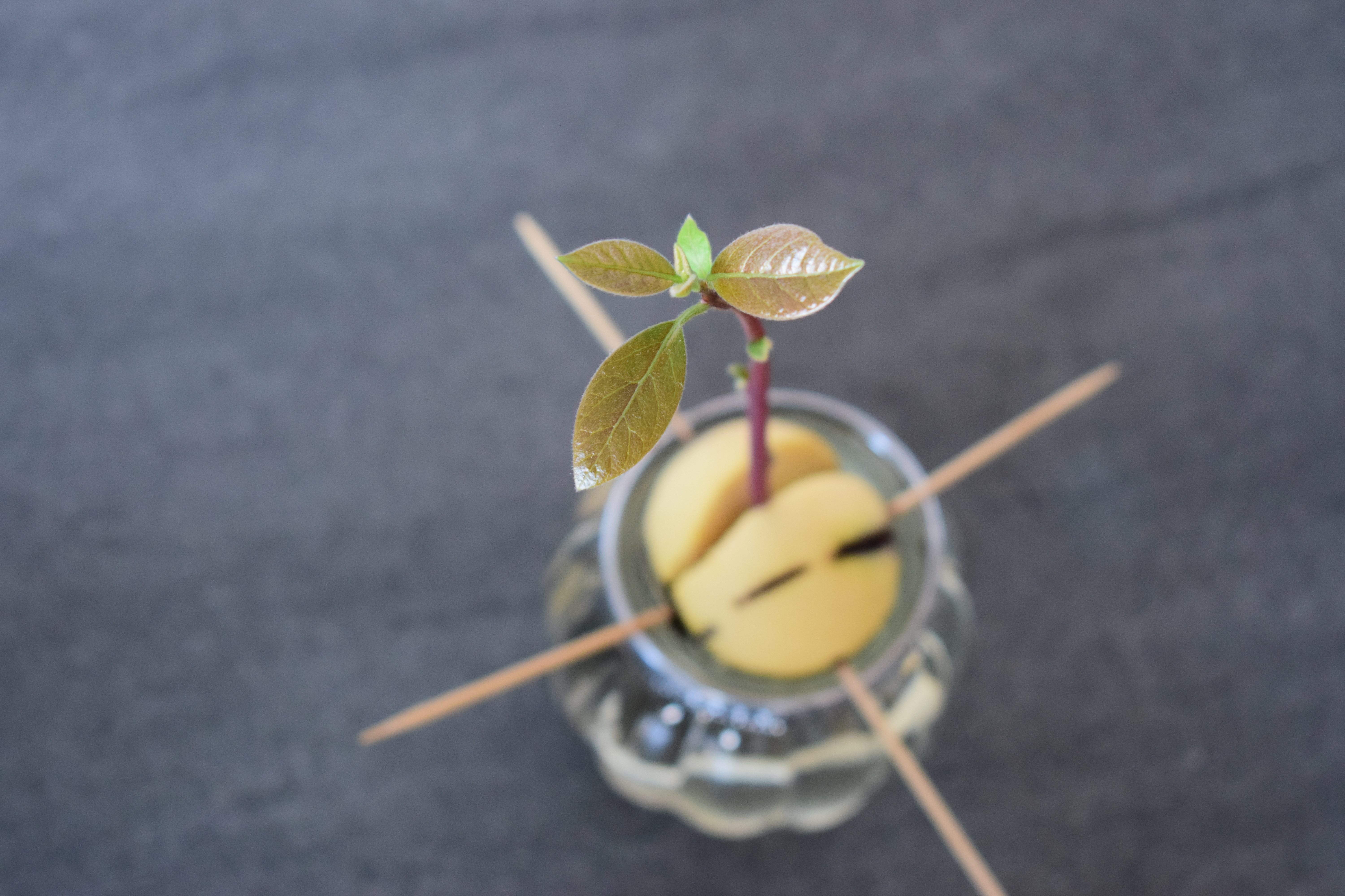 avocado-tree