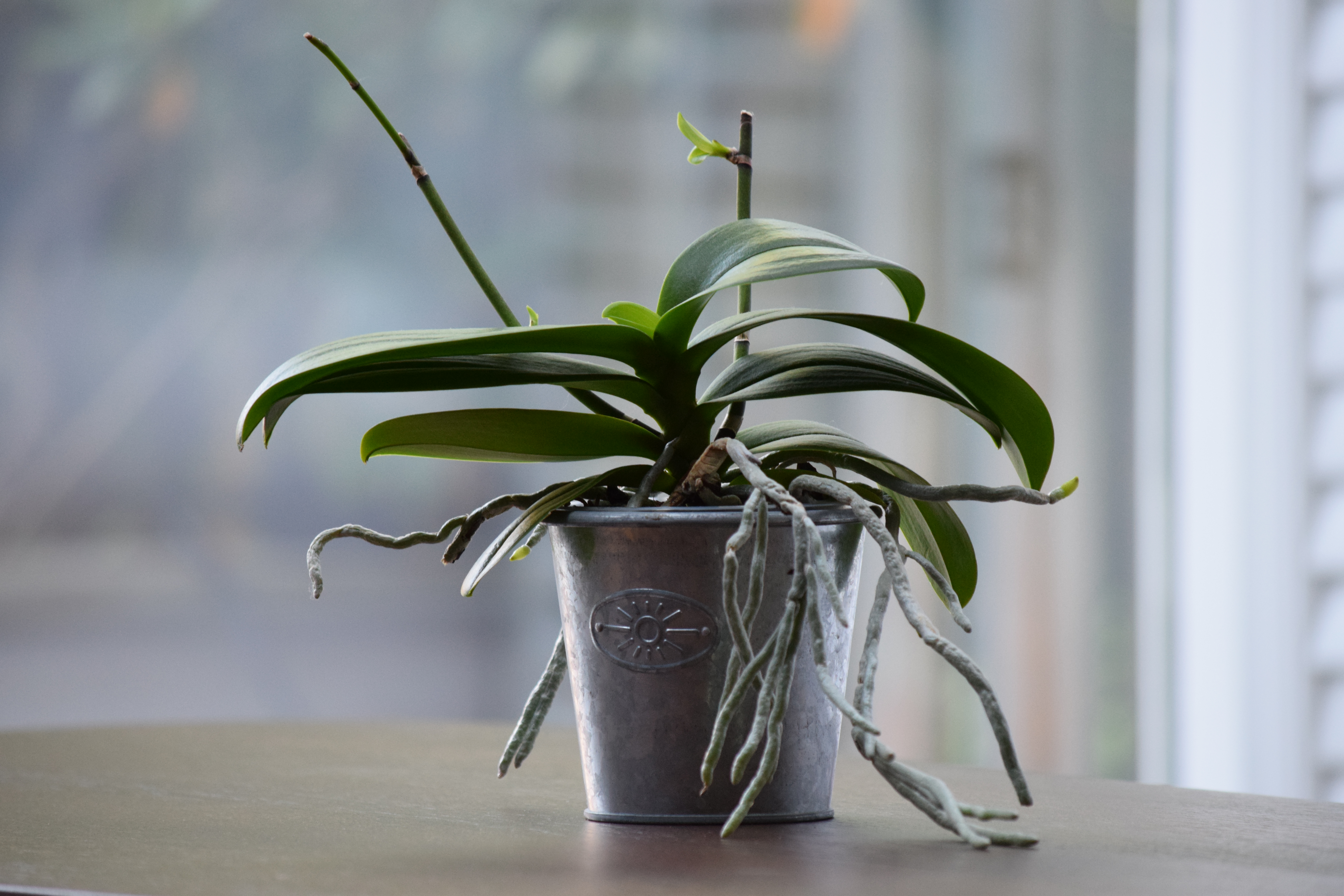orchid care