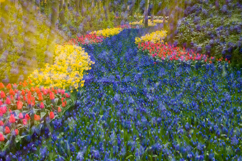 Flower Path