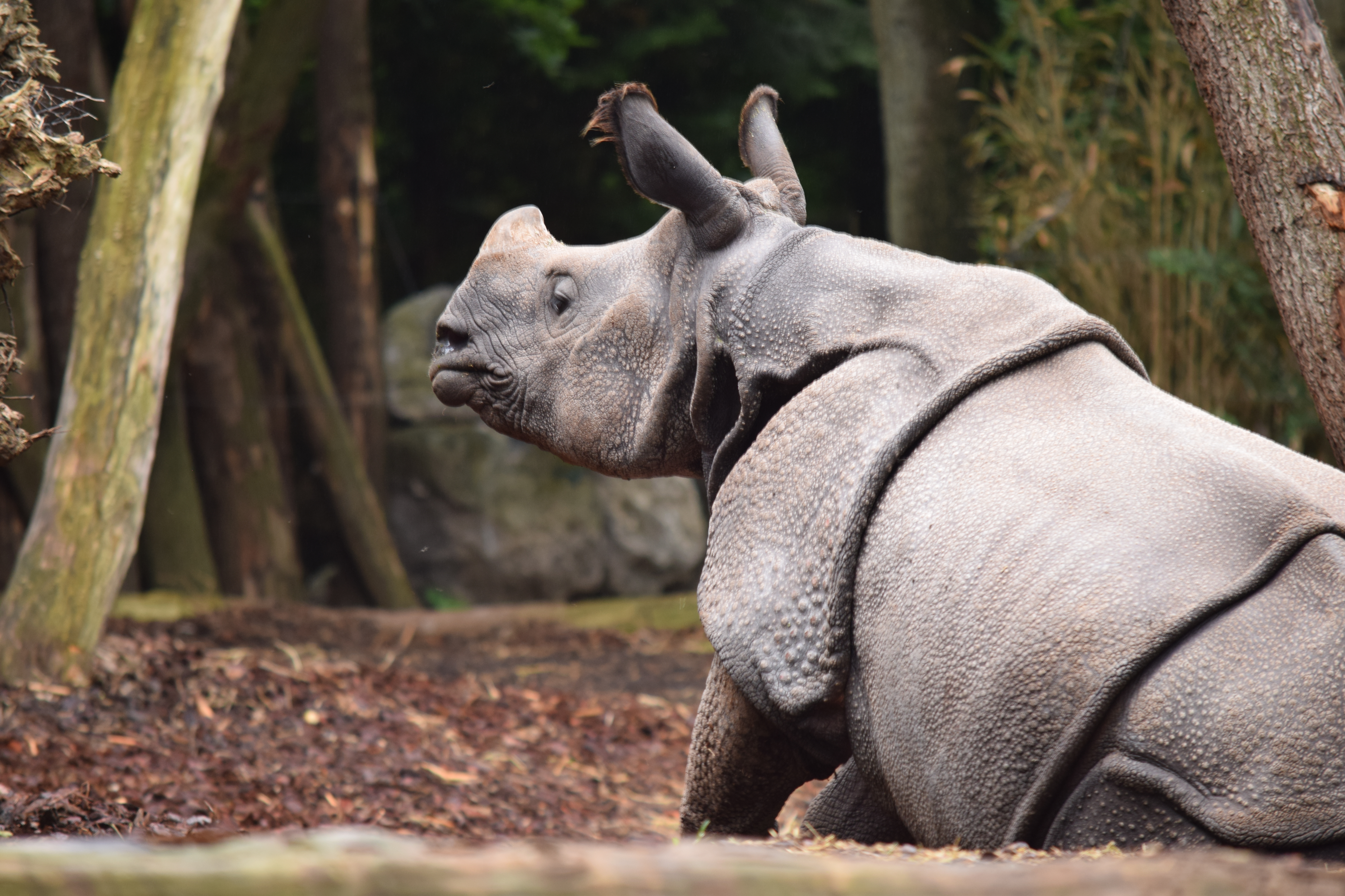 amersfoor-zoo