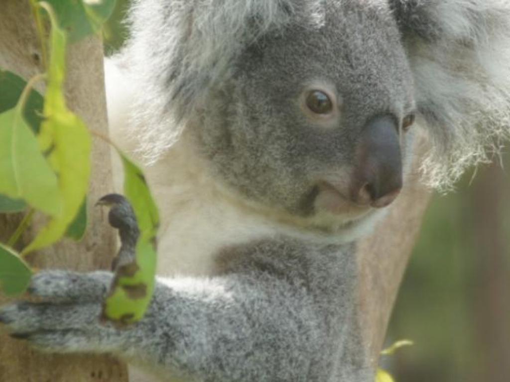 Brisbane Biodiversity Seminar Koala Conservation In Action Upnext