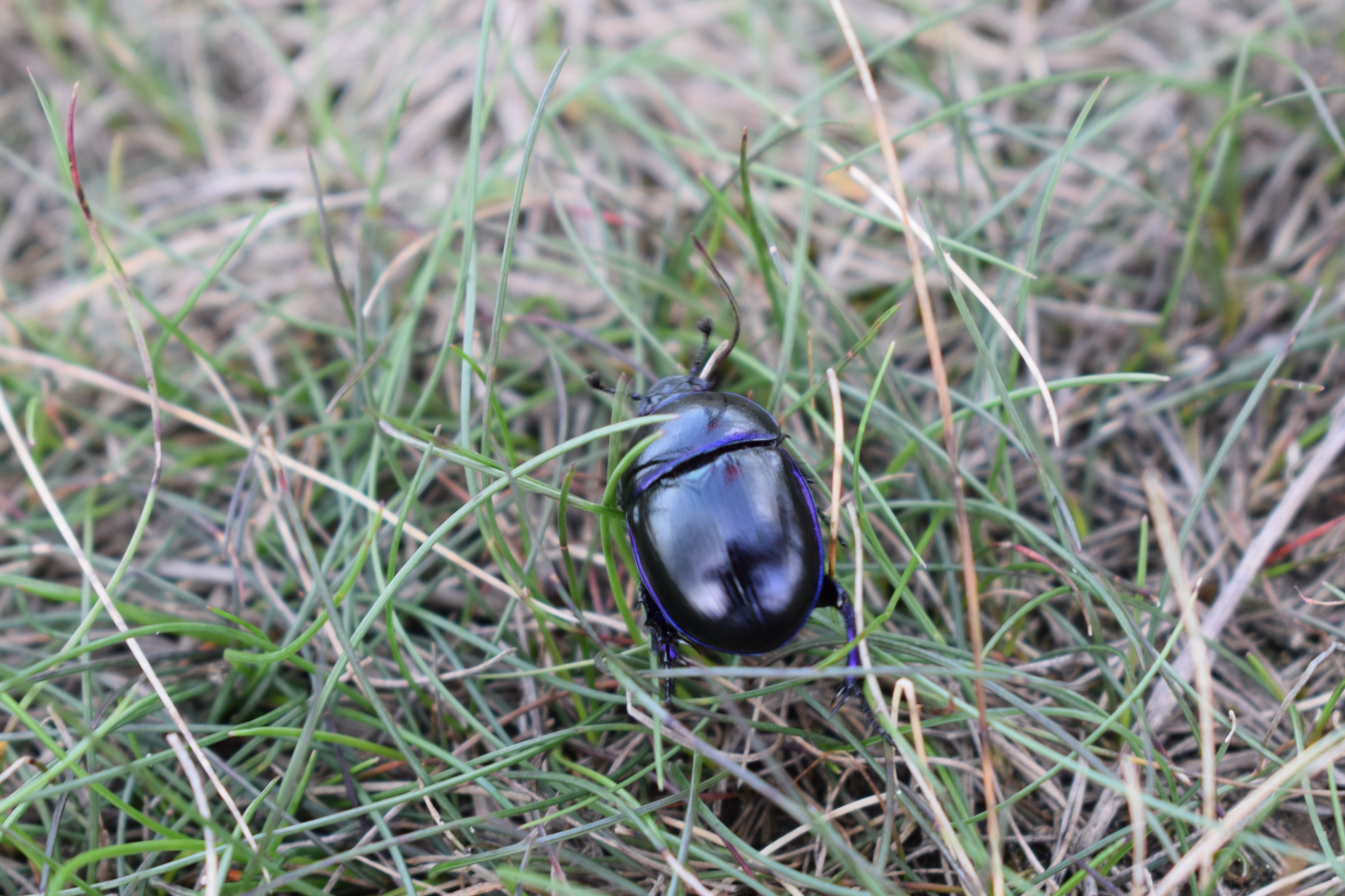 de-hoge-veluwe-national-park