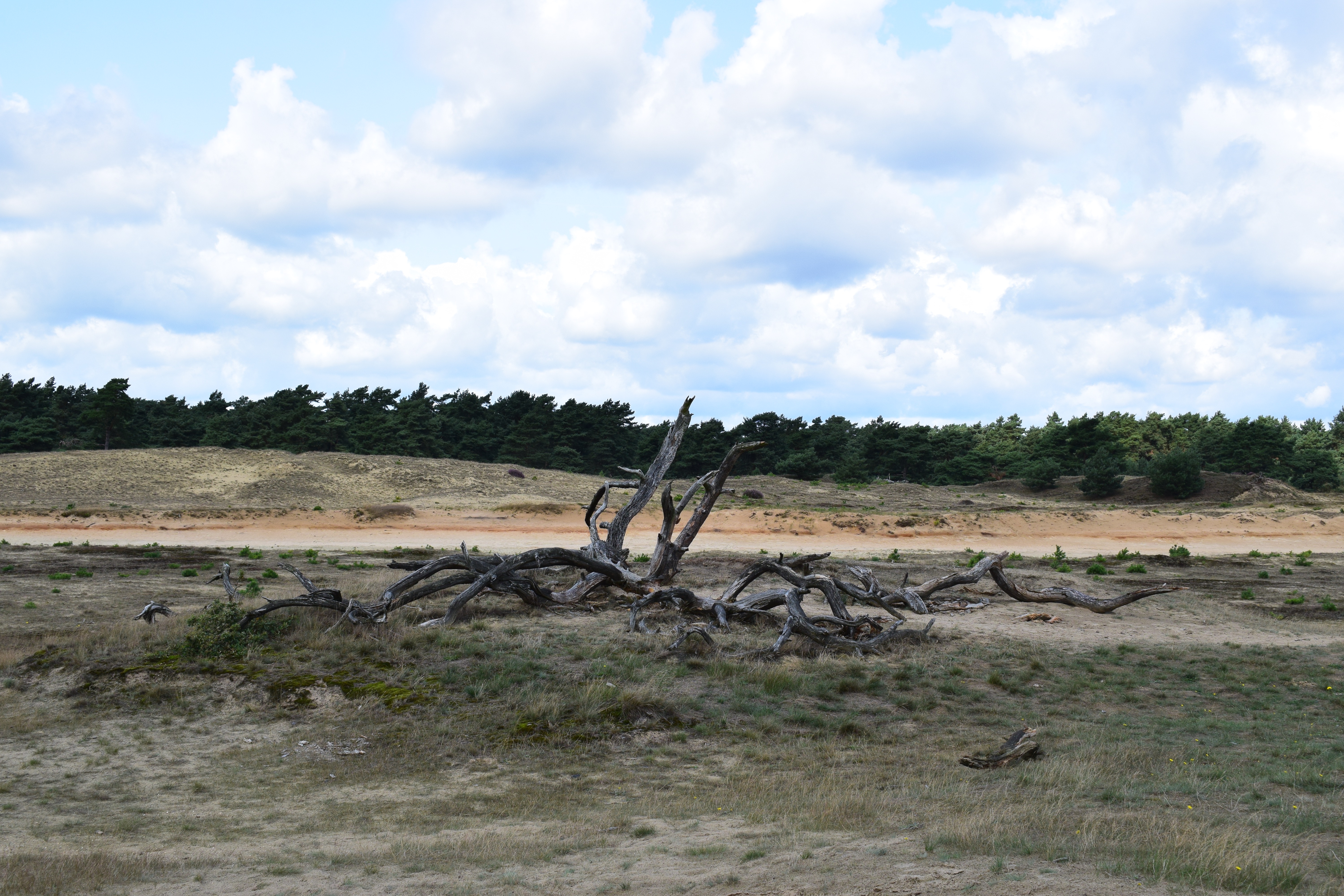 de-hoge-veluwe-national-park