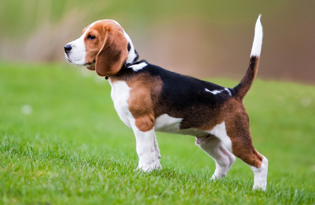 Beagle | Breed History, Information And Pictures | PawCulture