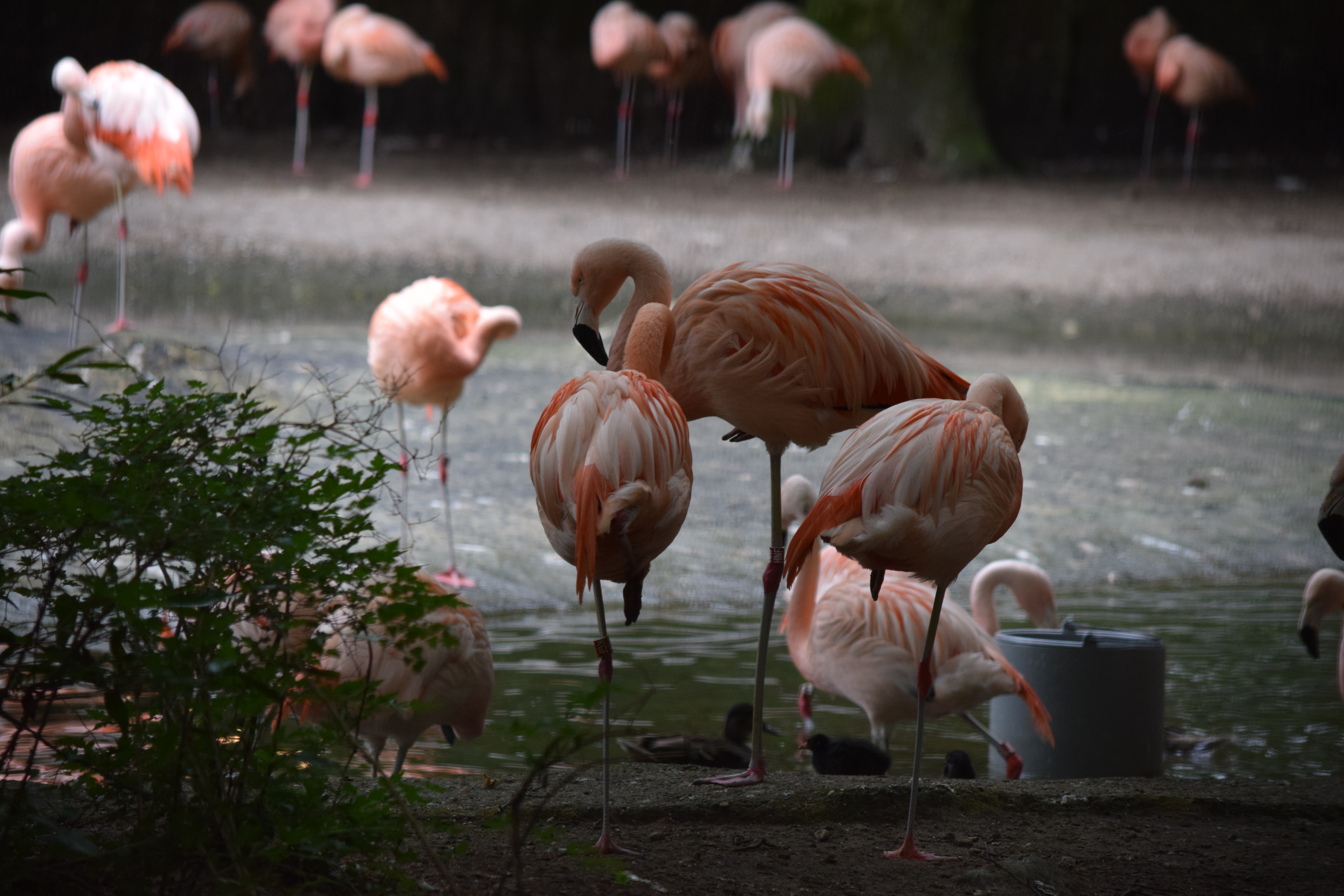 amersfoor-zoo