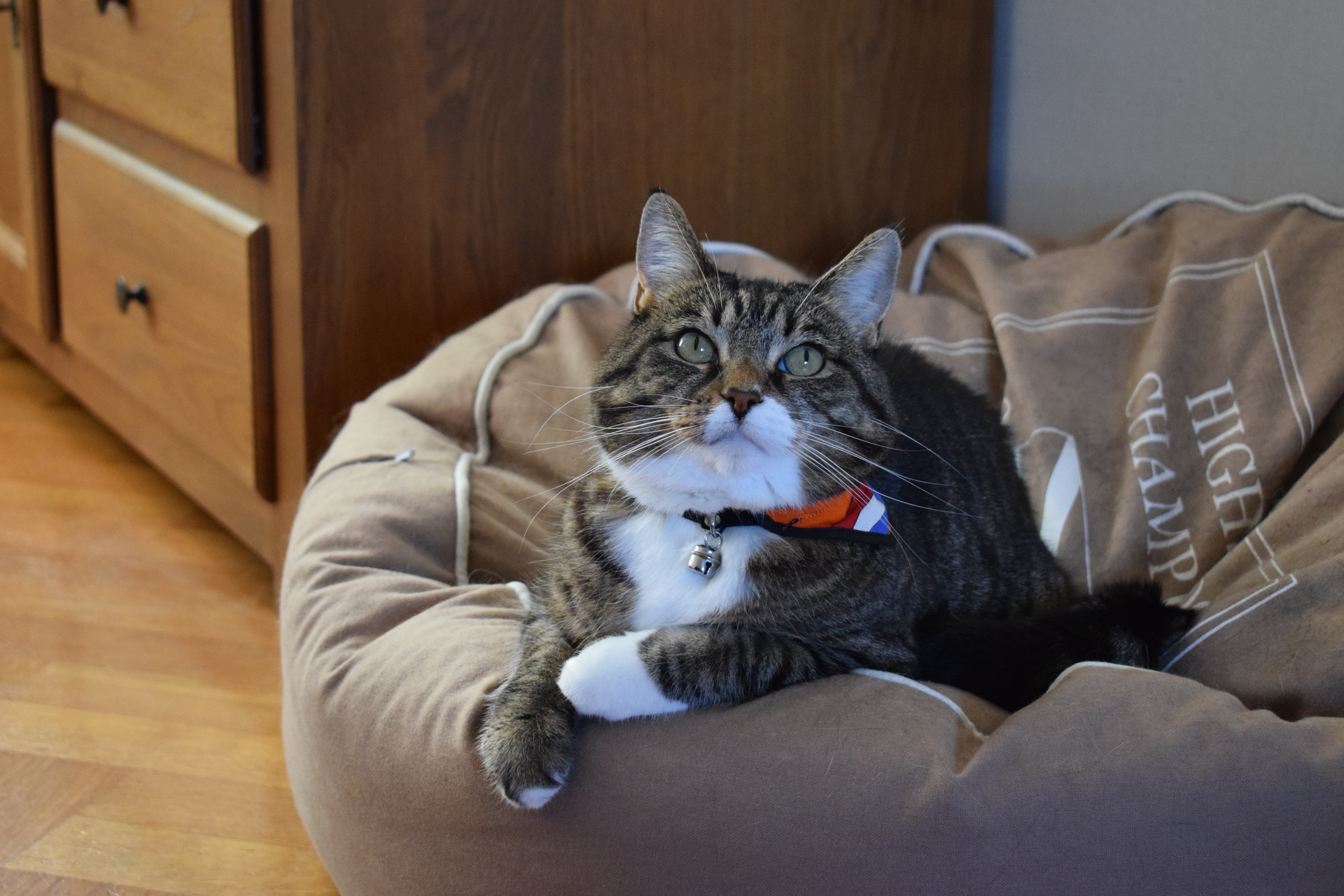 filou-support-dutch-female-football