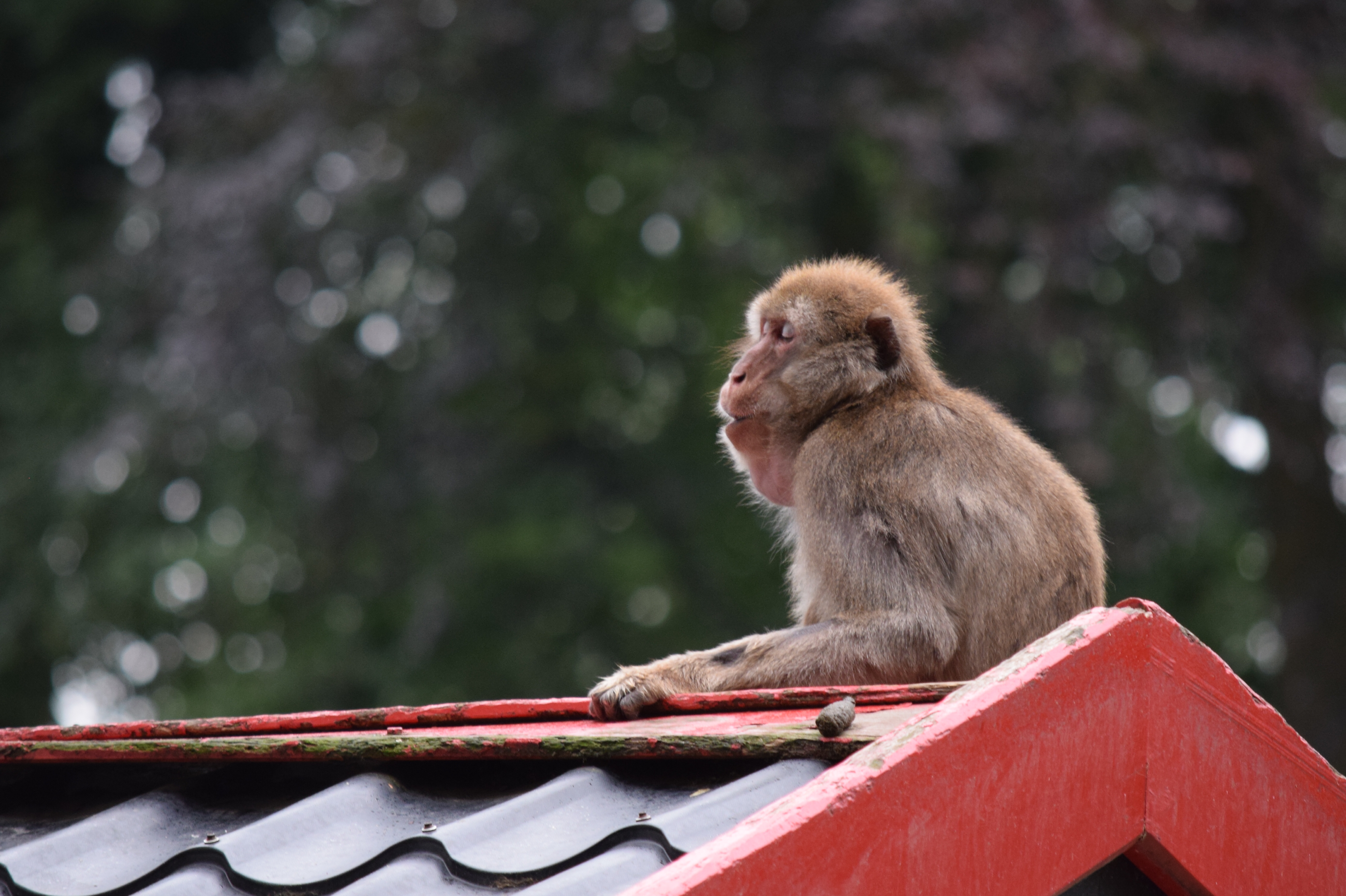amersfoor-zoo