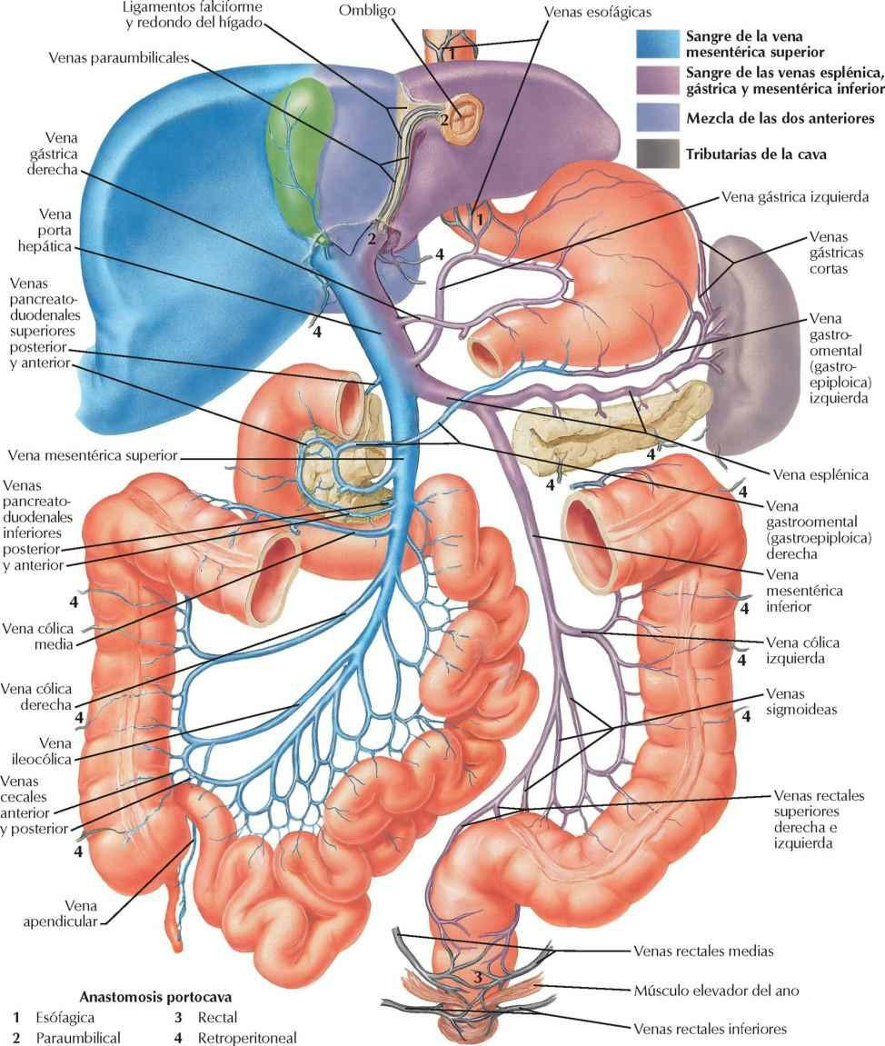 Vasculatura Visceral Enfermer A