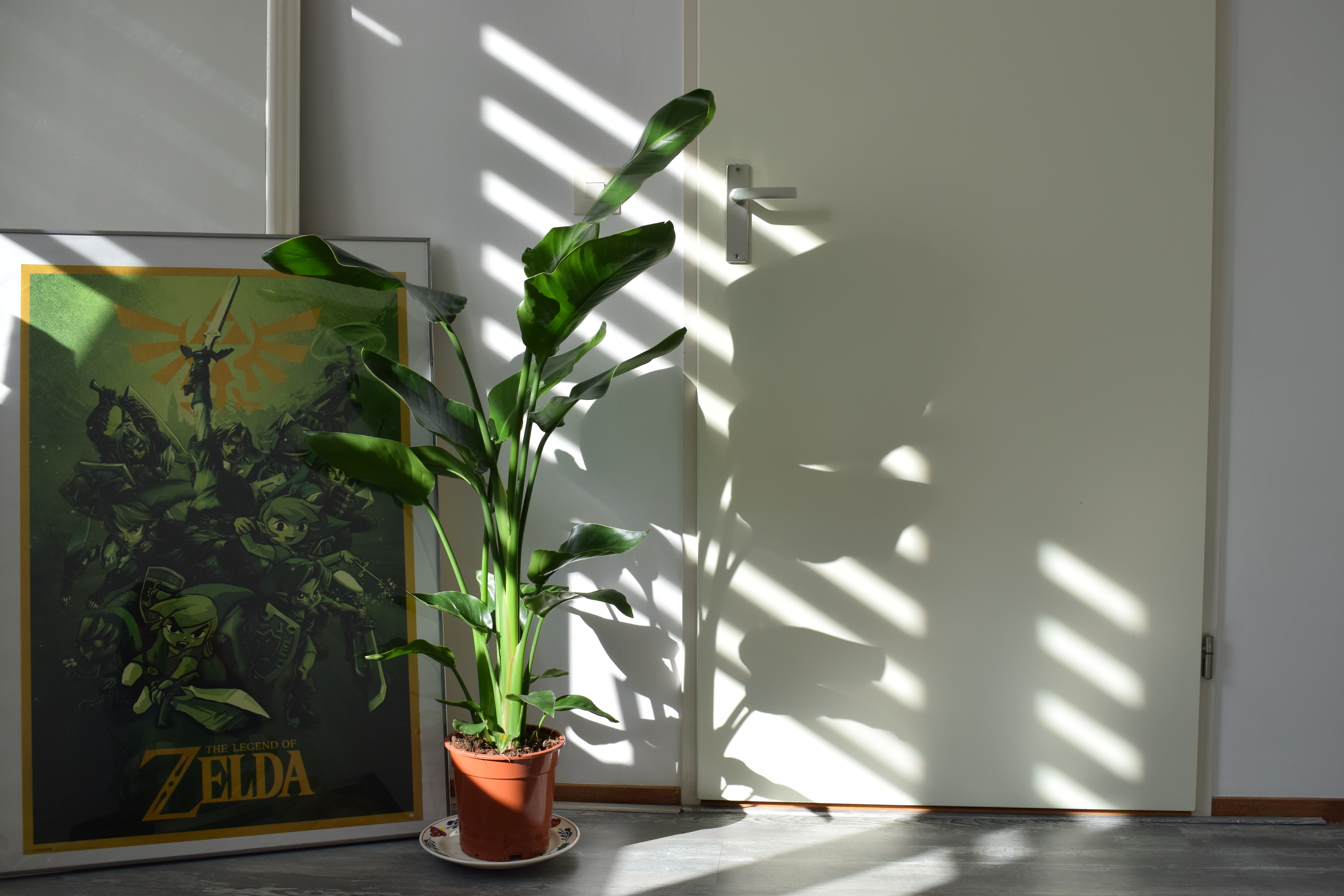 strelitzia-nicolai