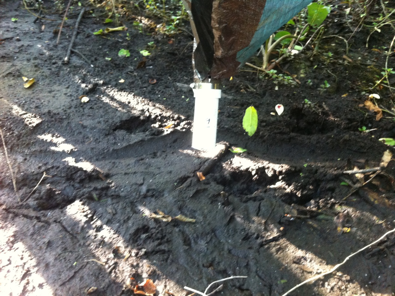 Above: Alligator tracks directly underneath one of our throughfall traps