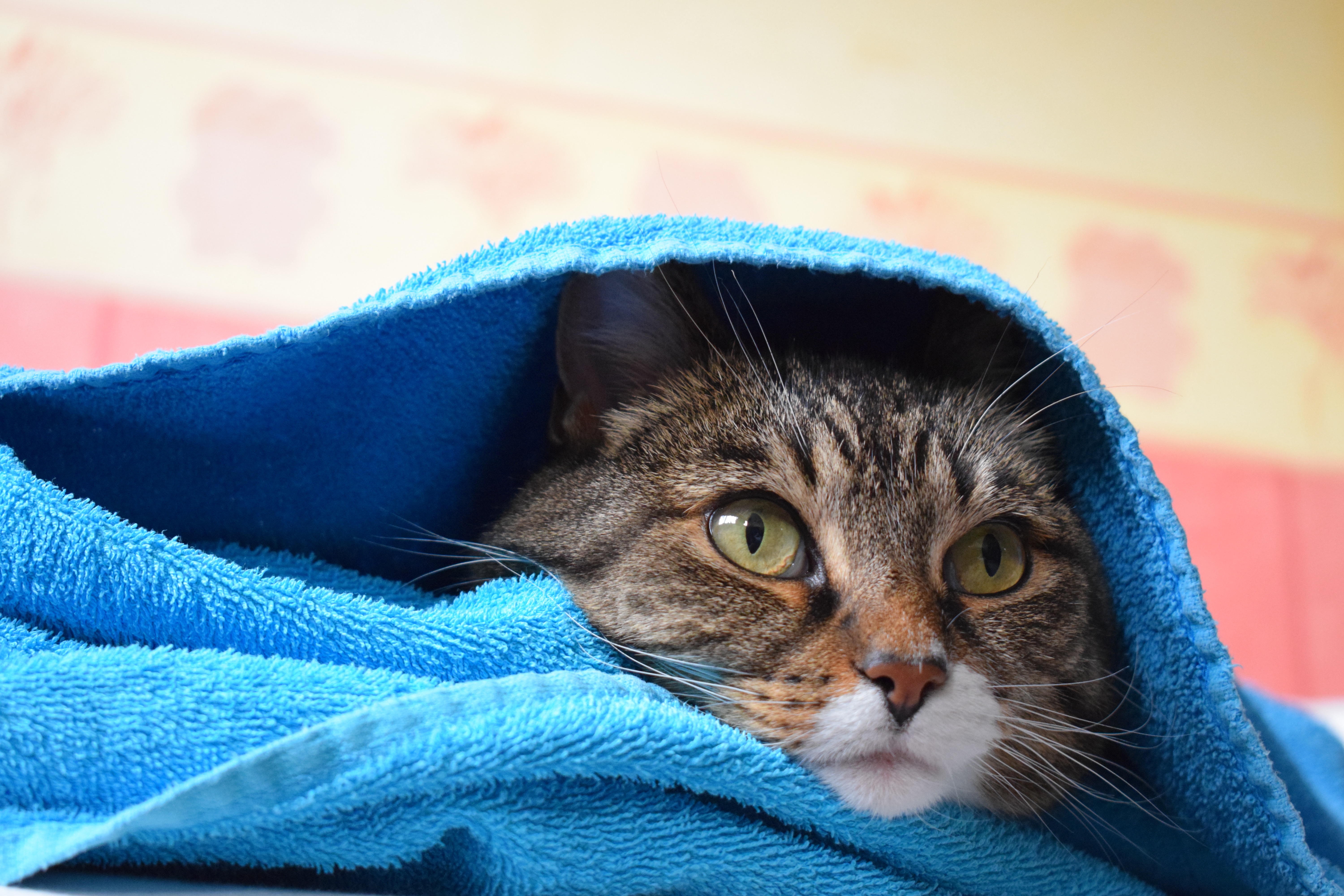 filou-with-warm-towels