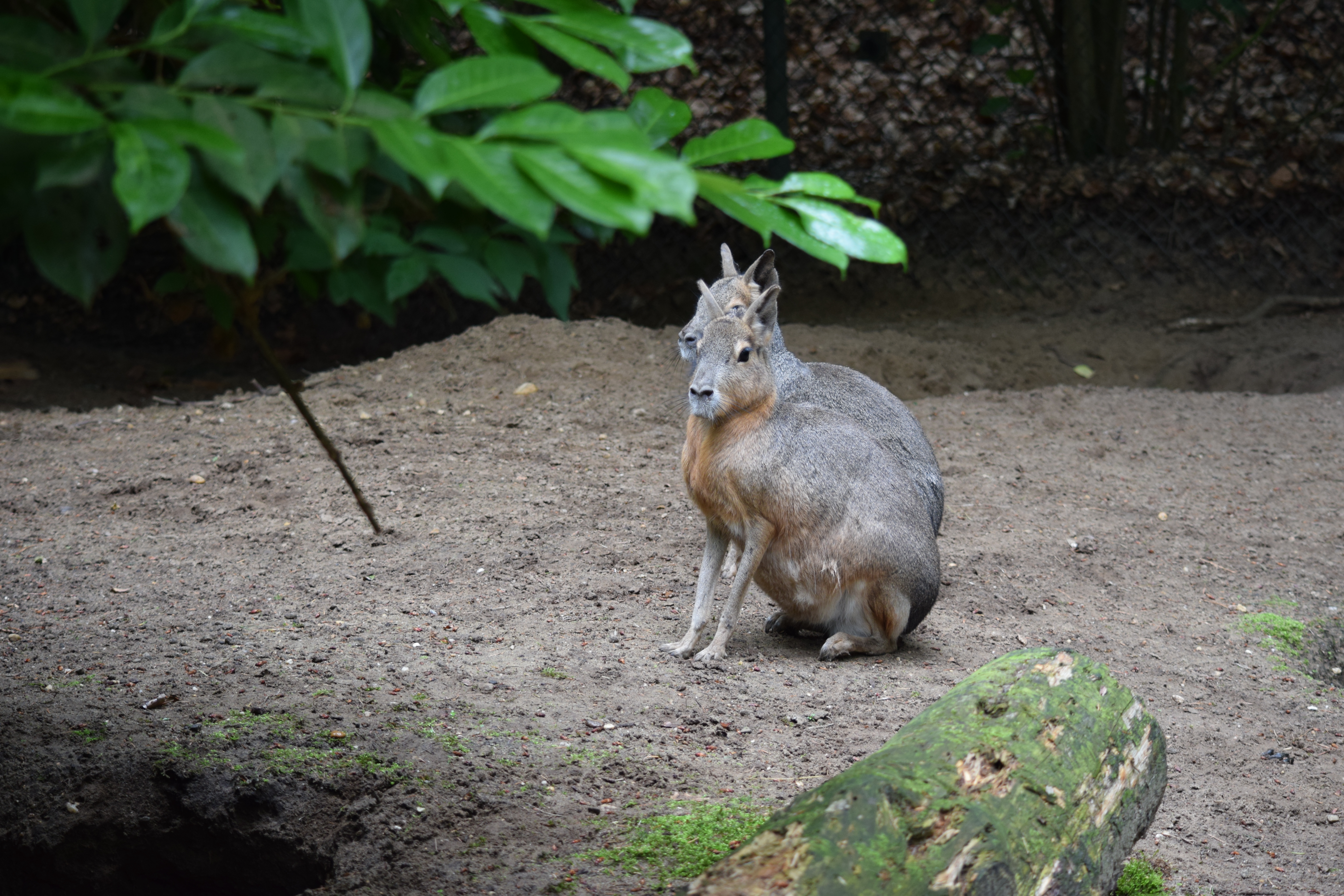 amersfoor-zoo