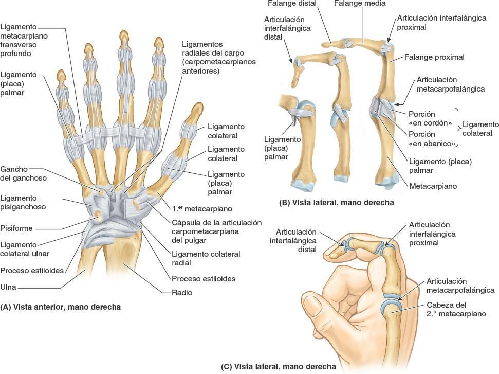 10 Articulaciones del Miembro Superior Enfermería