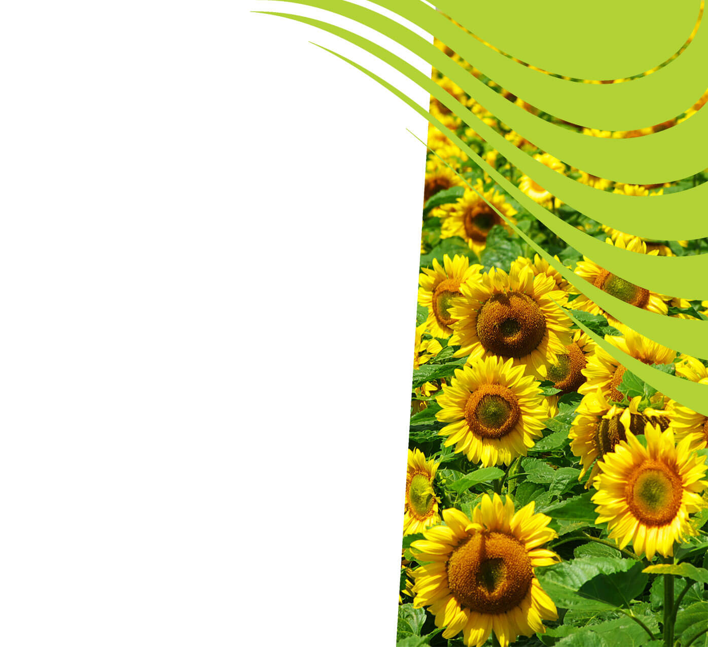 Fertiliser for Sunflowers Growing Tips