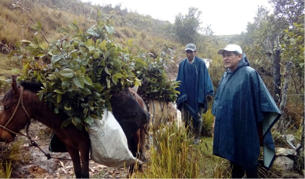 Photo: Horses carrying saplings up the mountains