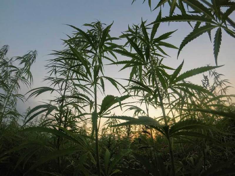 Australia's Cannabis Plant