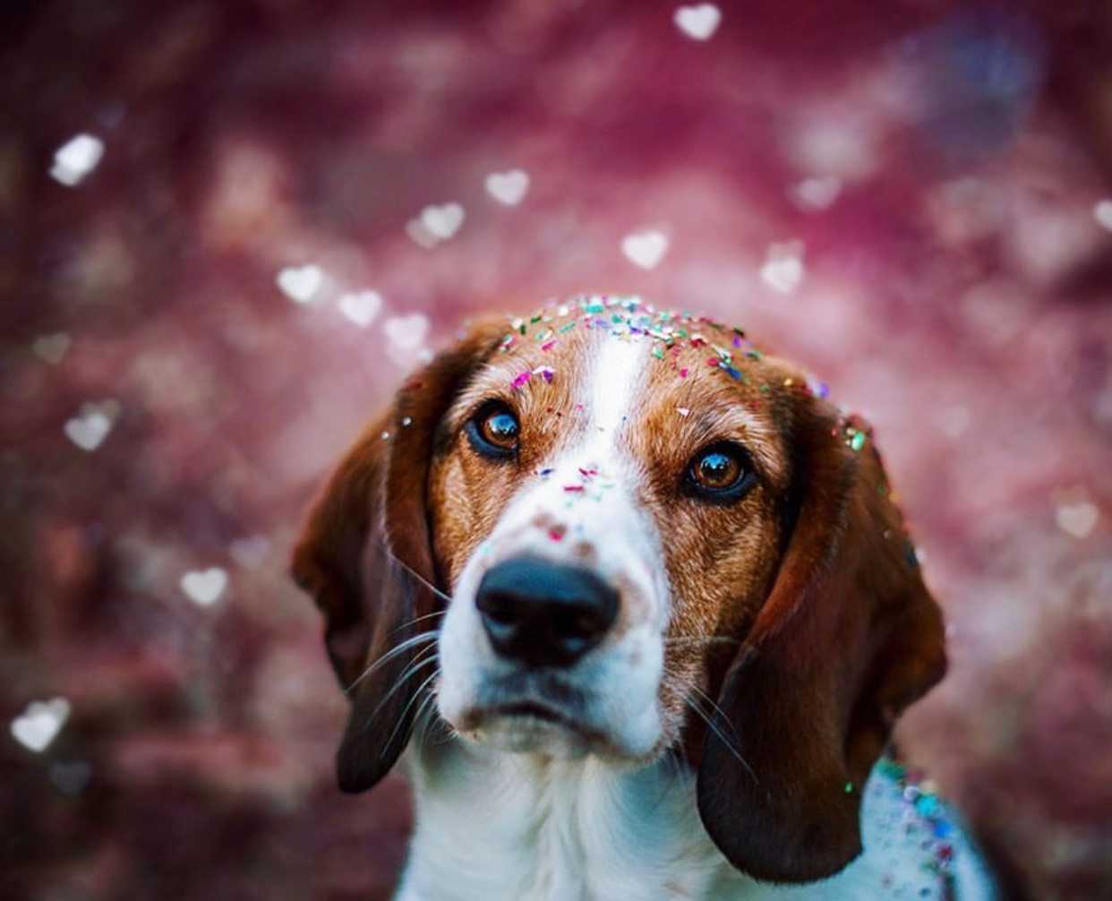 Meet 6 Pups Who Will Have Admirers Swiping Left