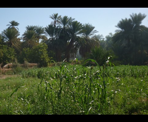 Sudan Nile Oasis 9